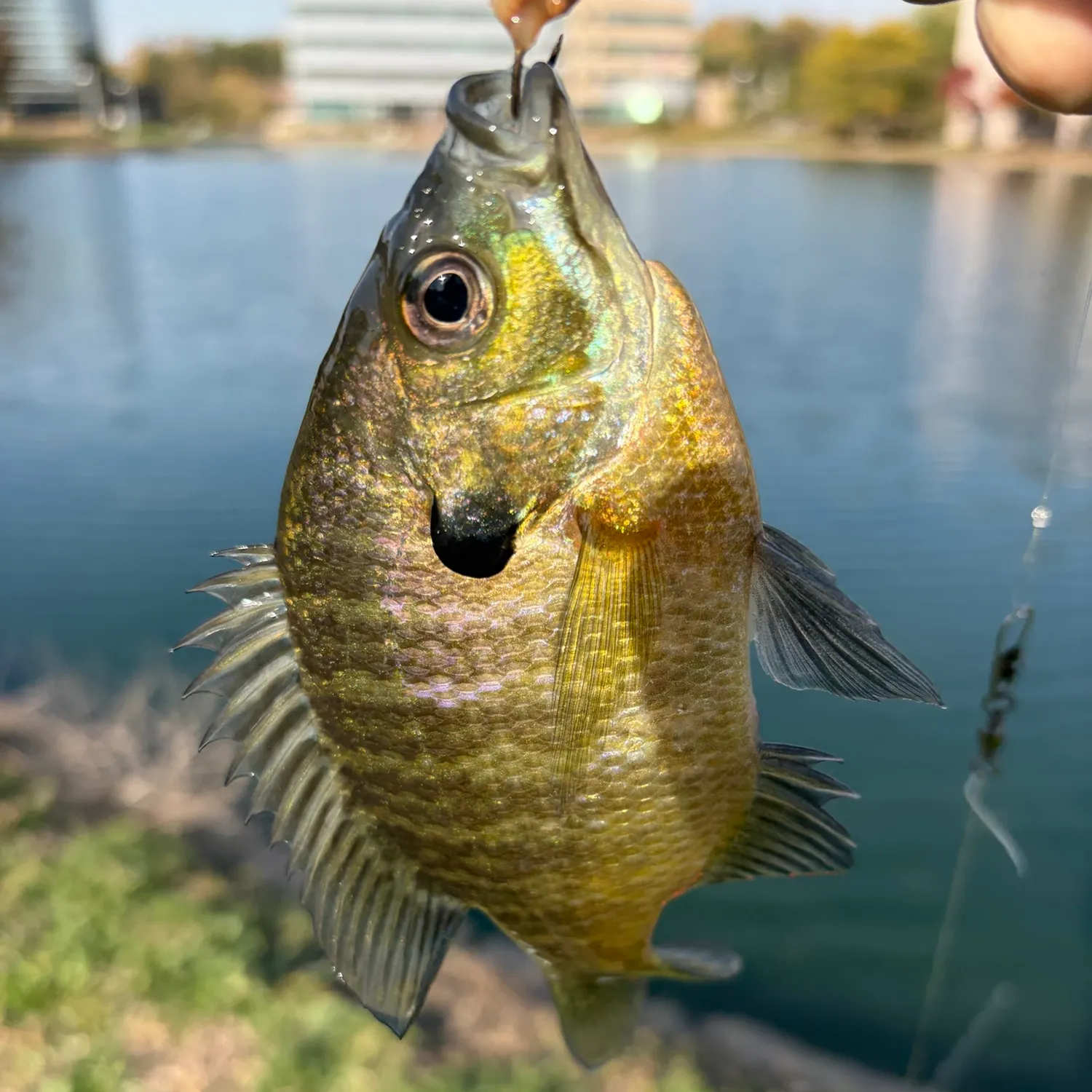 Bluegill caught on Fishbrain