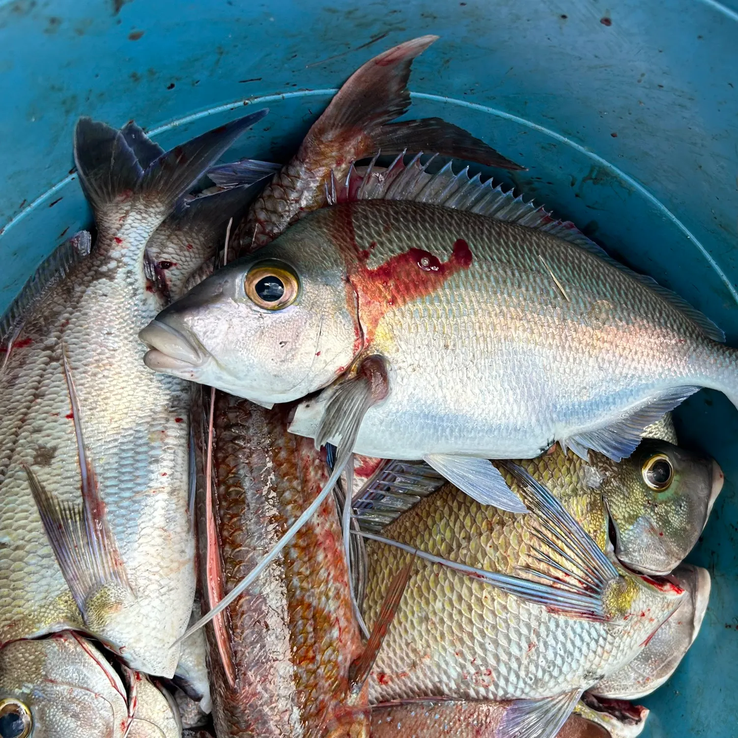 The most recent Blue morwong catches on Fishbrain