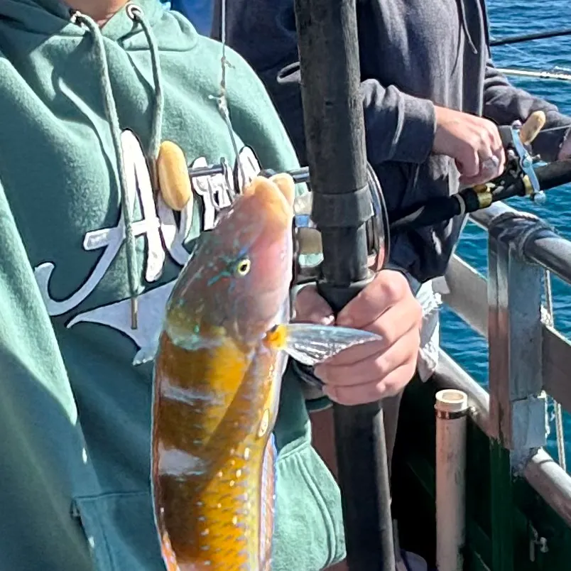 The most recent Puddingwife wrasse catches on Fishbrain