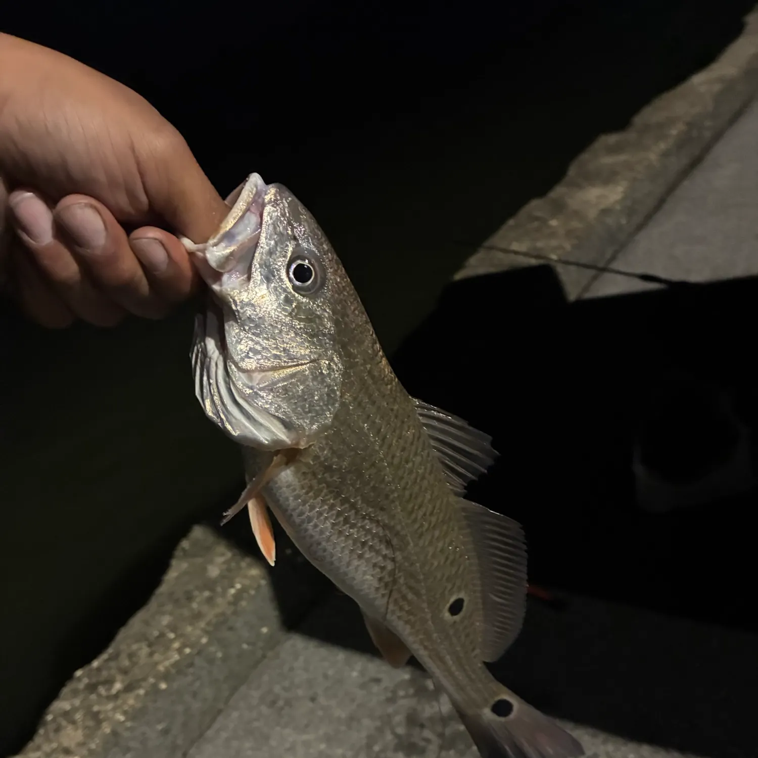Red drum caught on Fishbrain