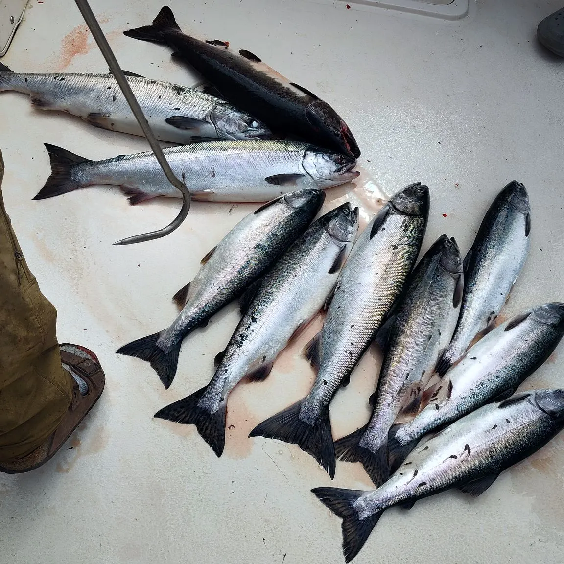 recently logged catches