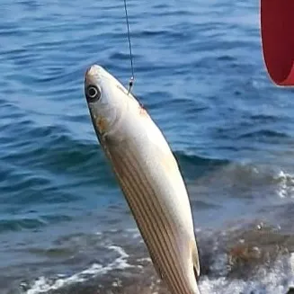 The most recent Thinlip grey mullet catches on Fishbrain