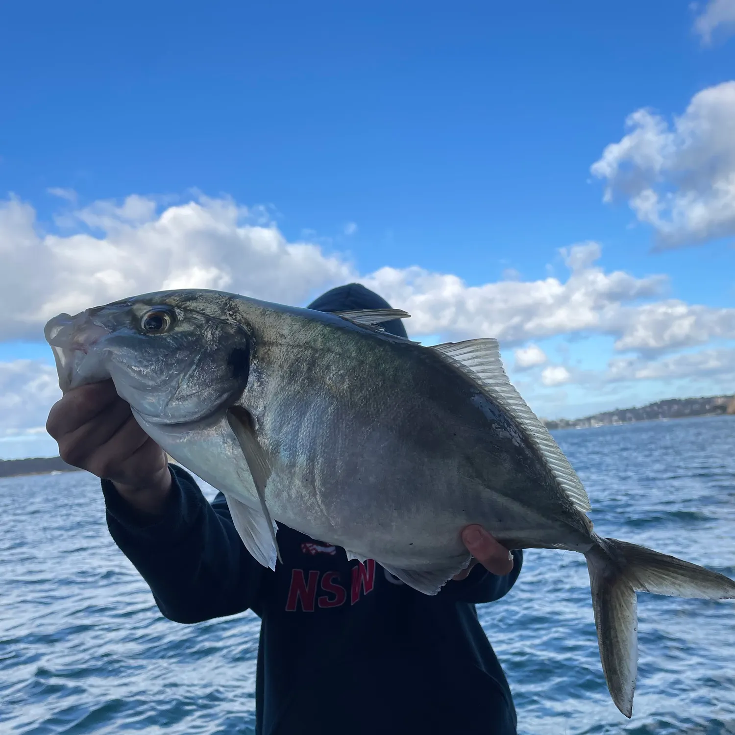 The most recent White trevally catches on Fishbrain