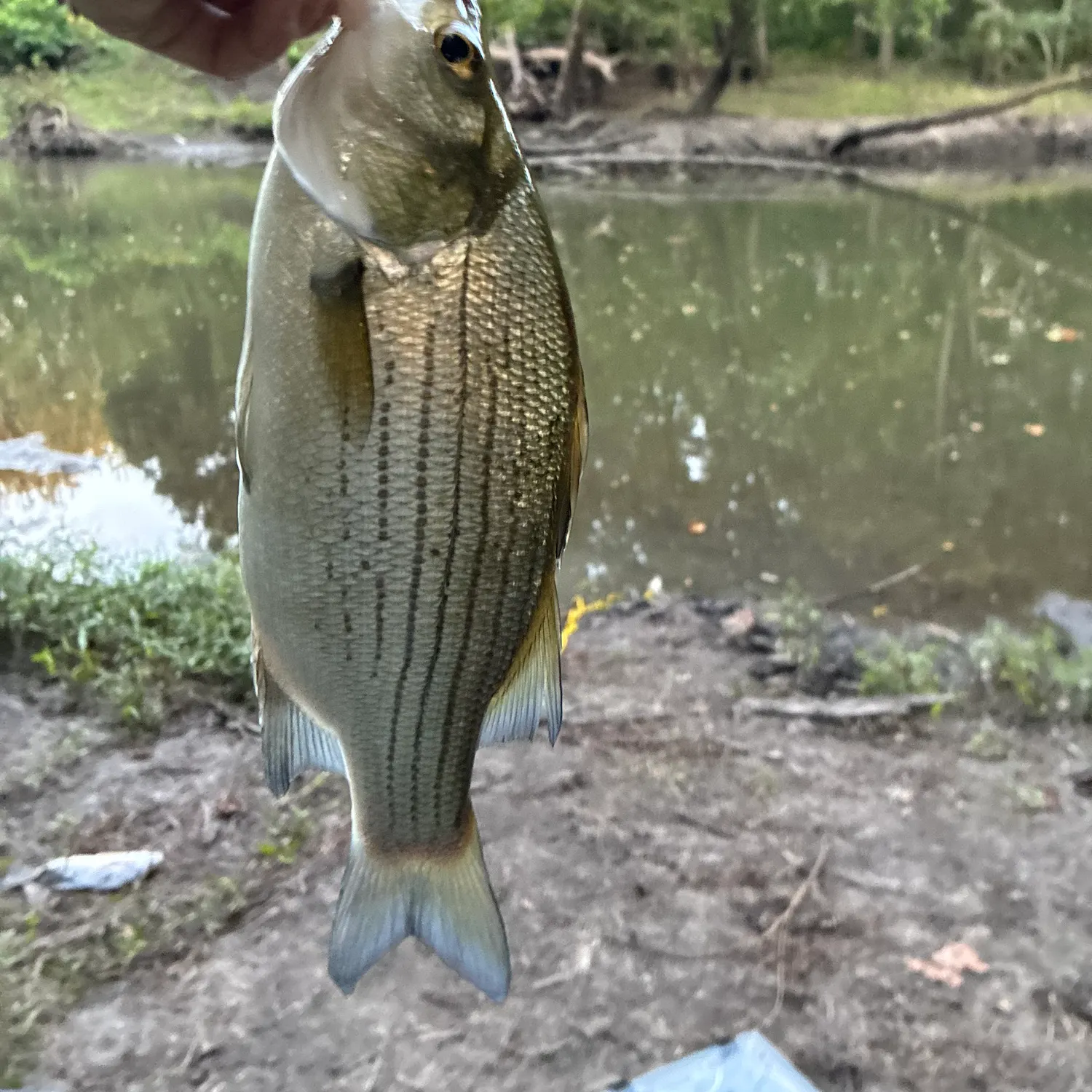 Wiper caught on Fishbrain