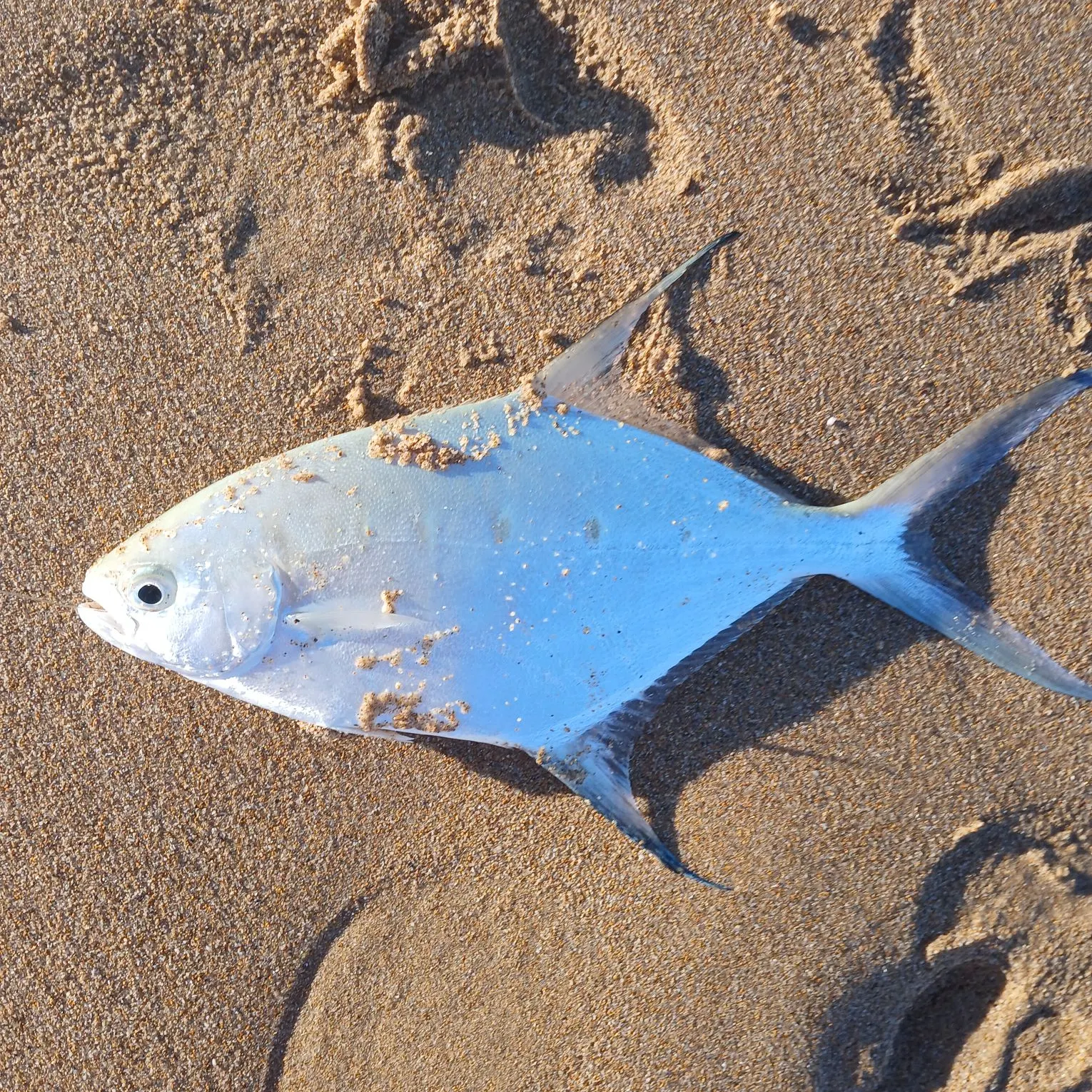 The most recent Swallowtail dart catches on Fishbrain