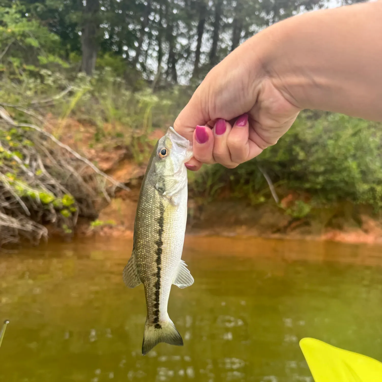 Spotted bass caught on Fishbrain