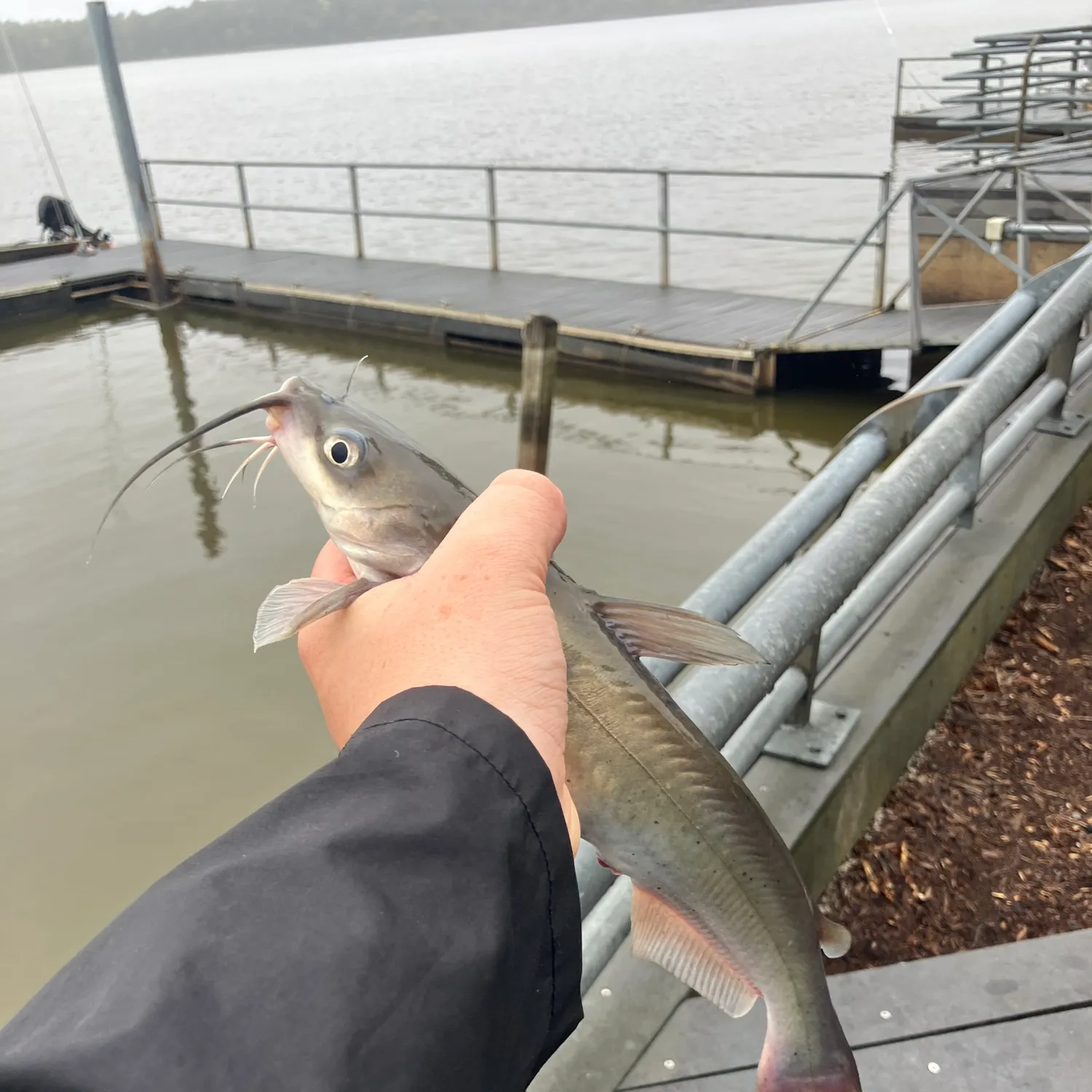 Channel catfish caught on Fishbrain