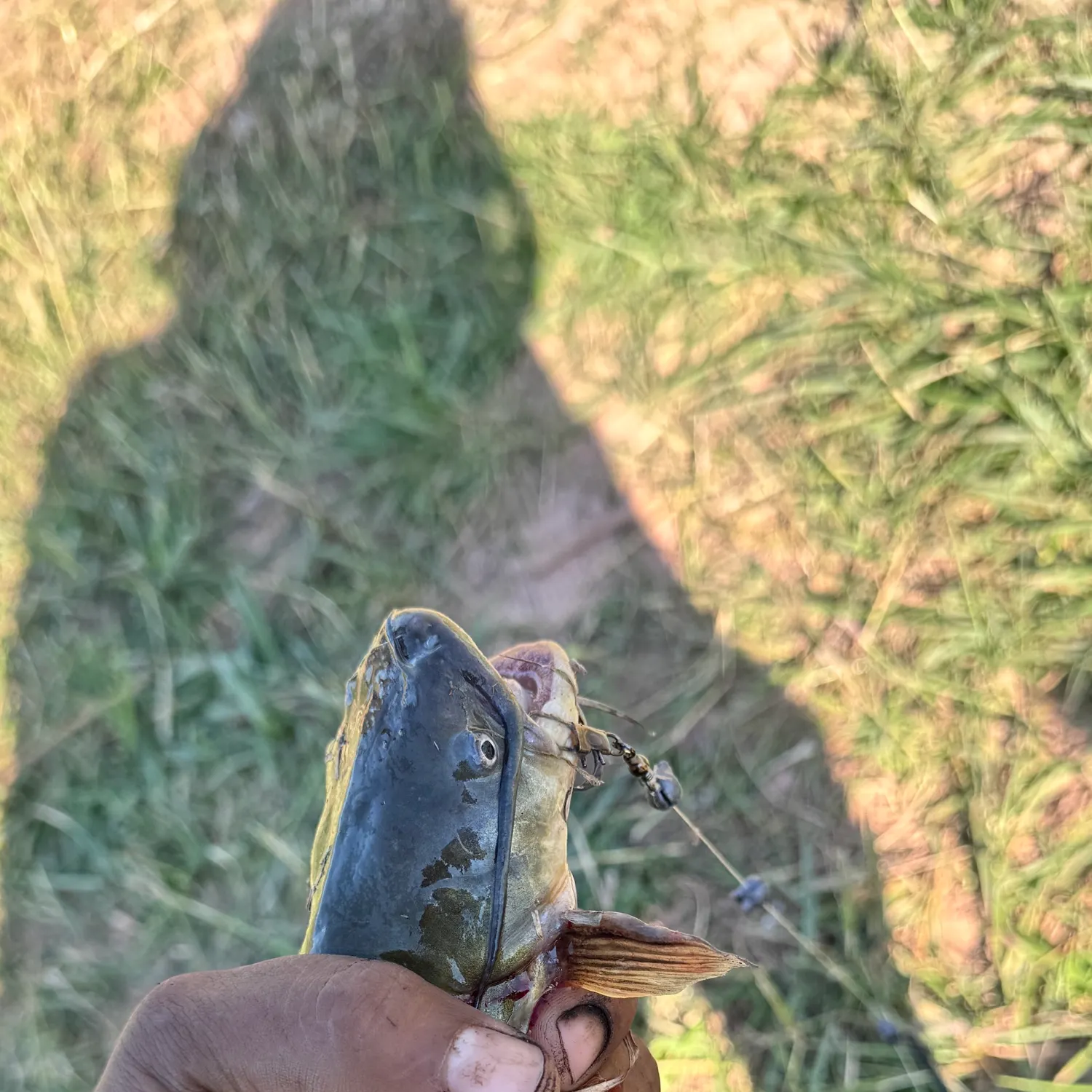 Fish caught on Fishbrain