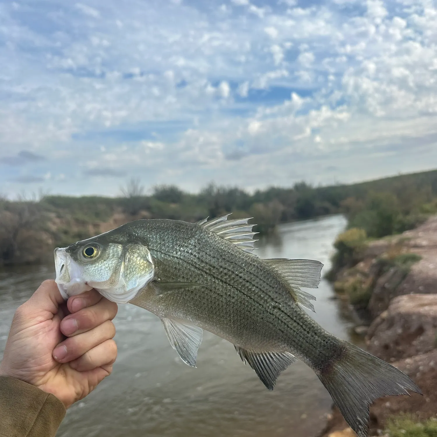 White bass caught on Fishbrain