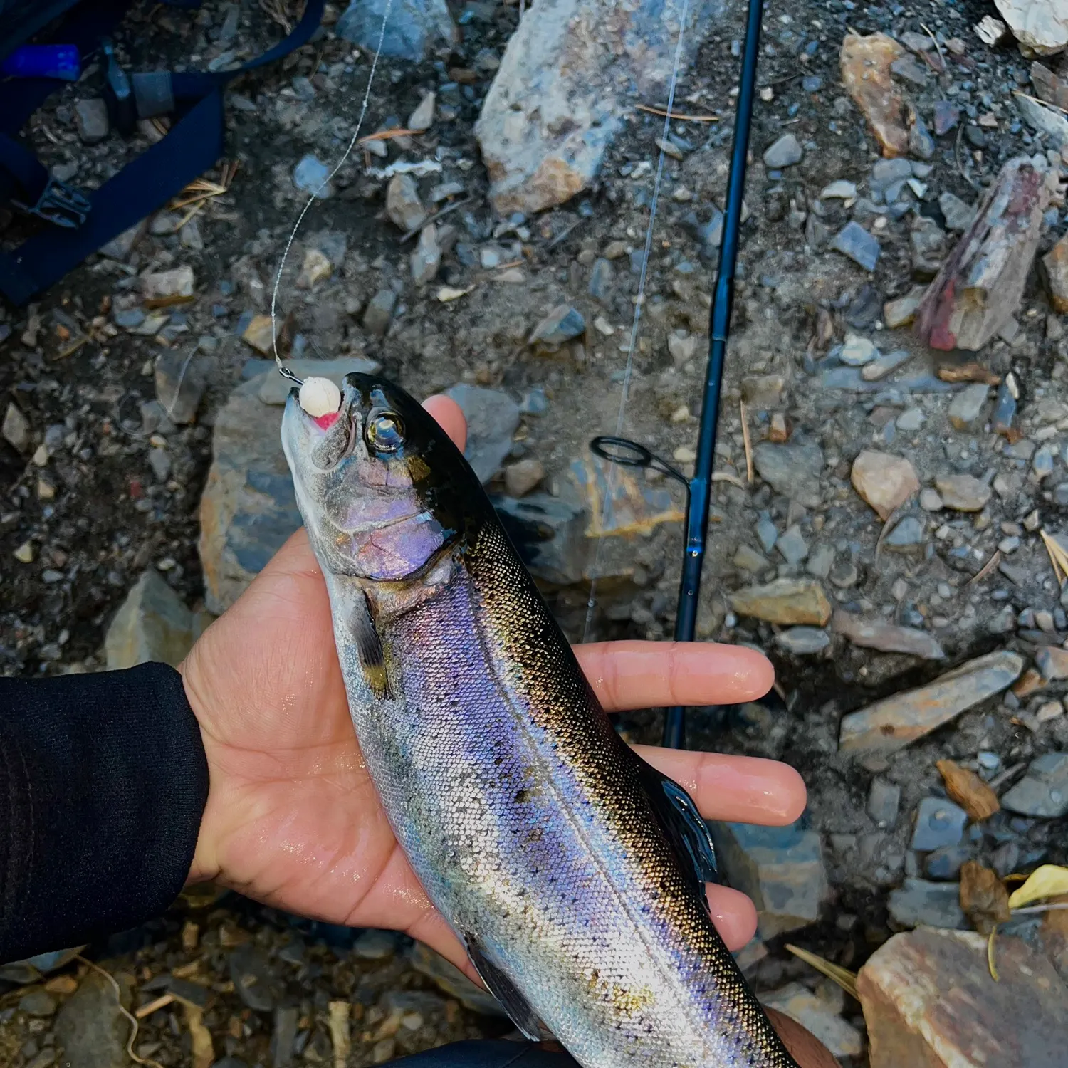 Steelhead caught on Fishbrain