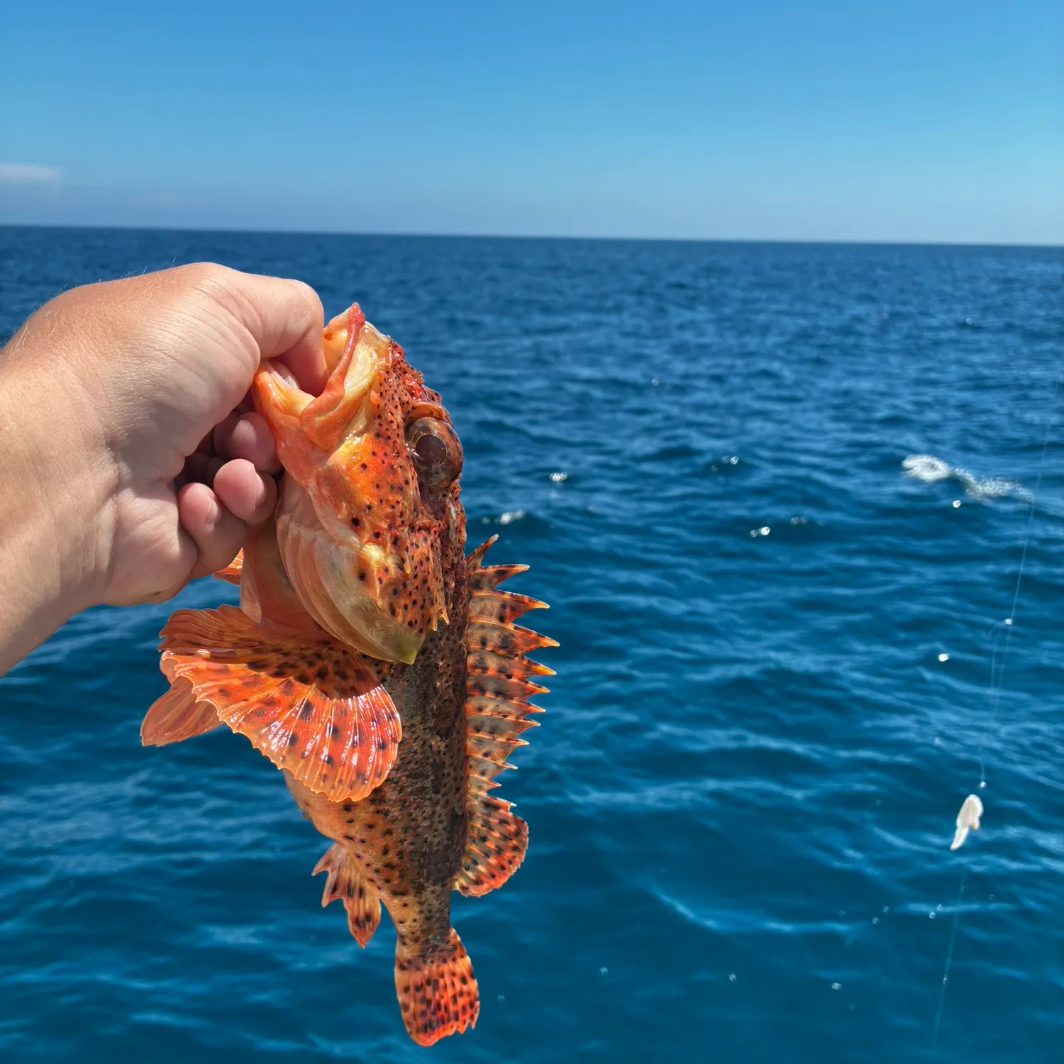 California scorpionfish caught on Fishbrain