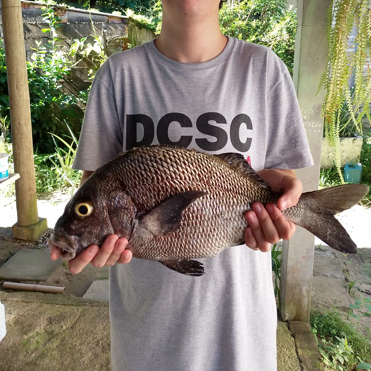 The most recent Spotted head sargo catches on Fishbrain