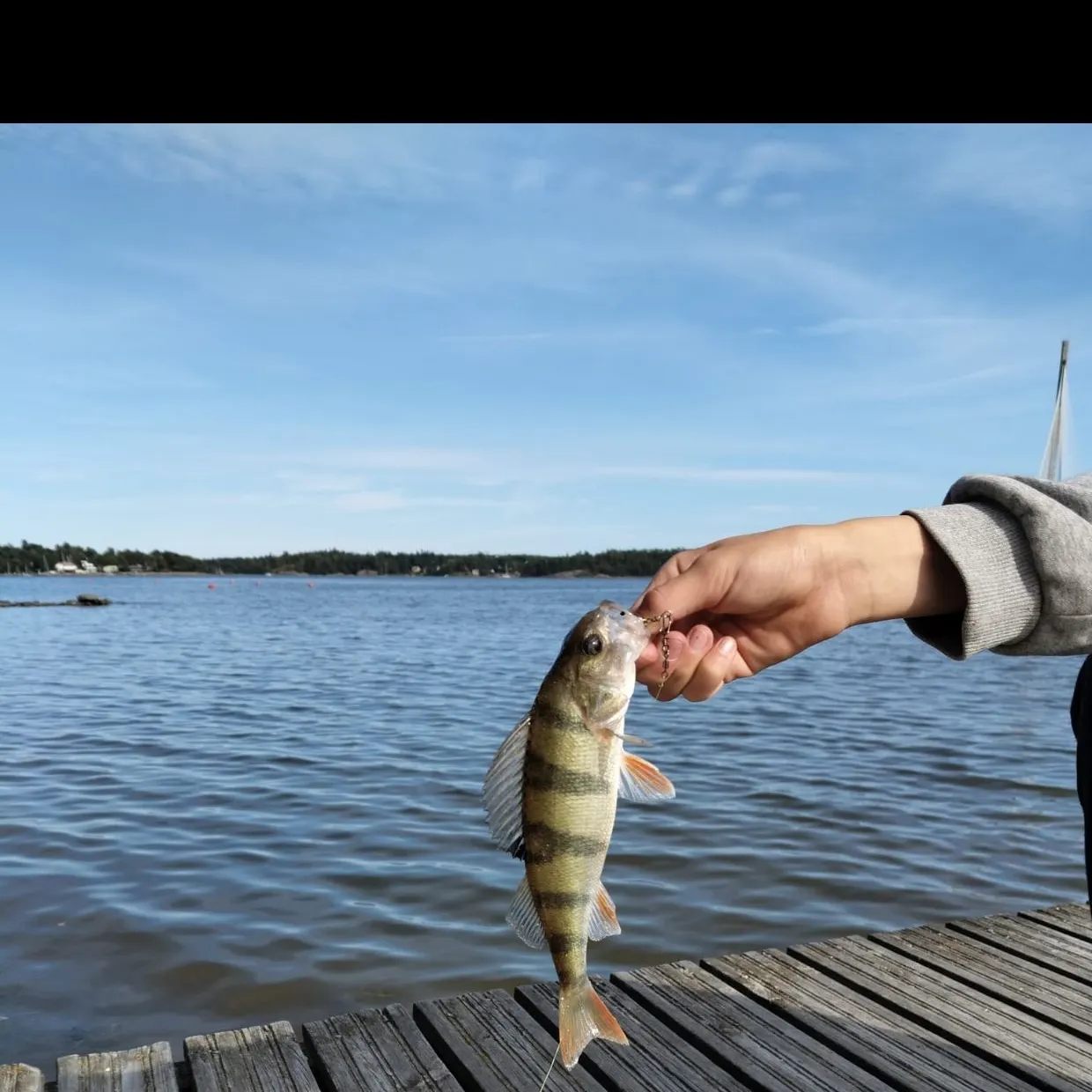 European perch caught on Fishbrain