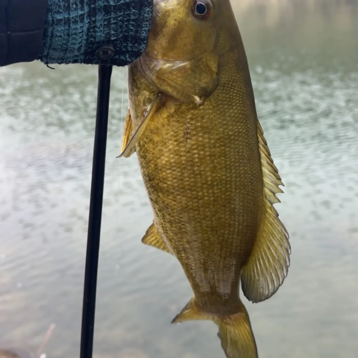 The most recent Smallmouth bass catches on Fishbrain