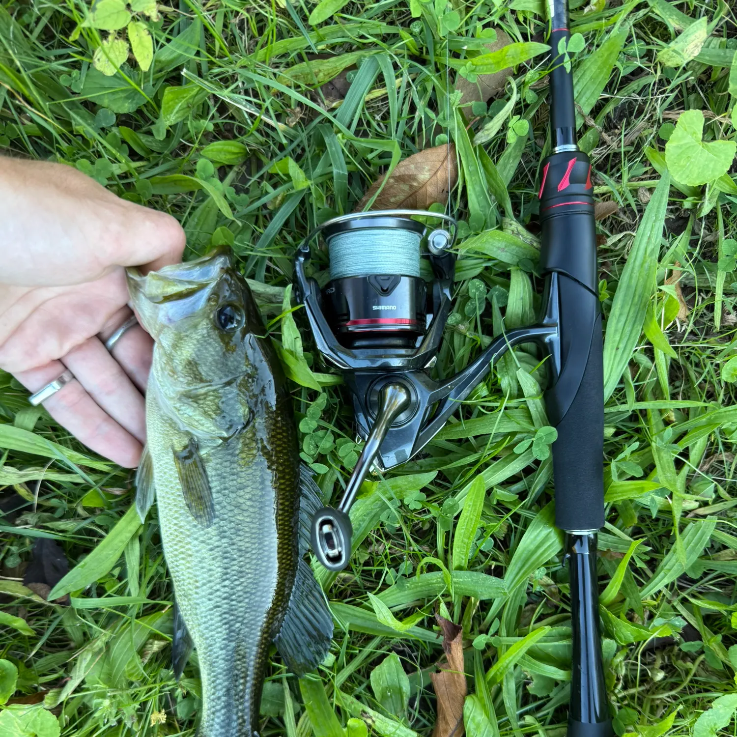 Largemouth bass caught on Fishbrain