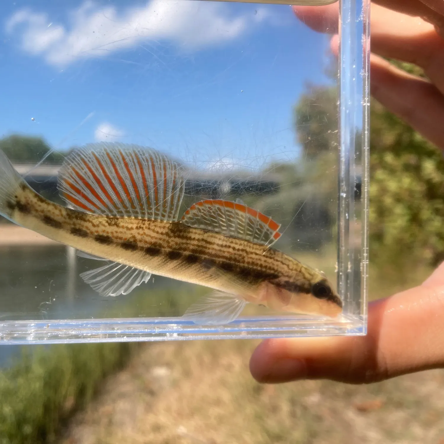 The most recent Variegate darter catches on Fishbrain