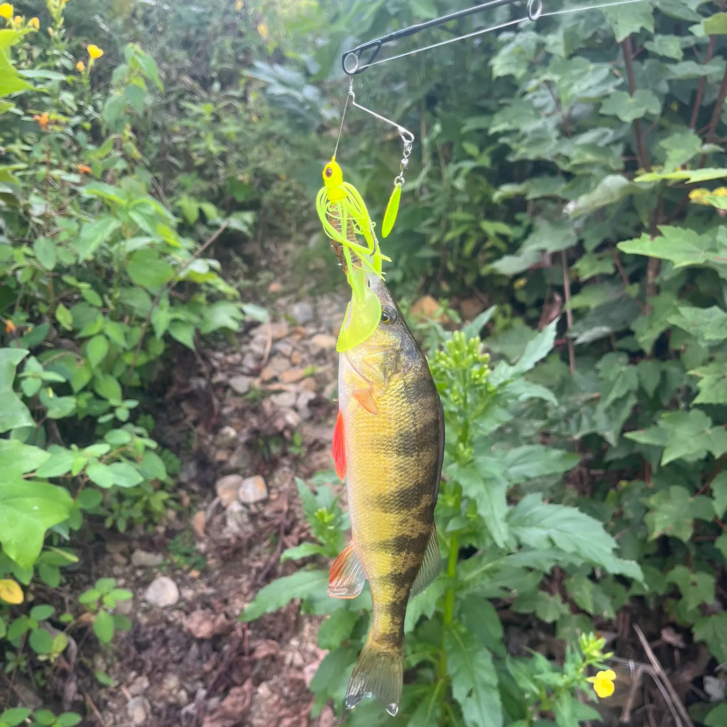 Yellow perch caught on Fishbrain