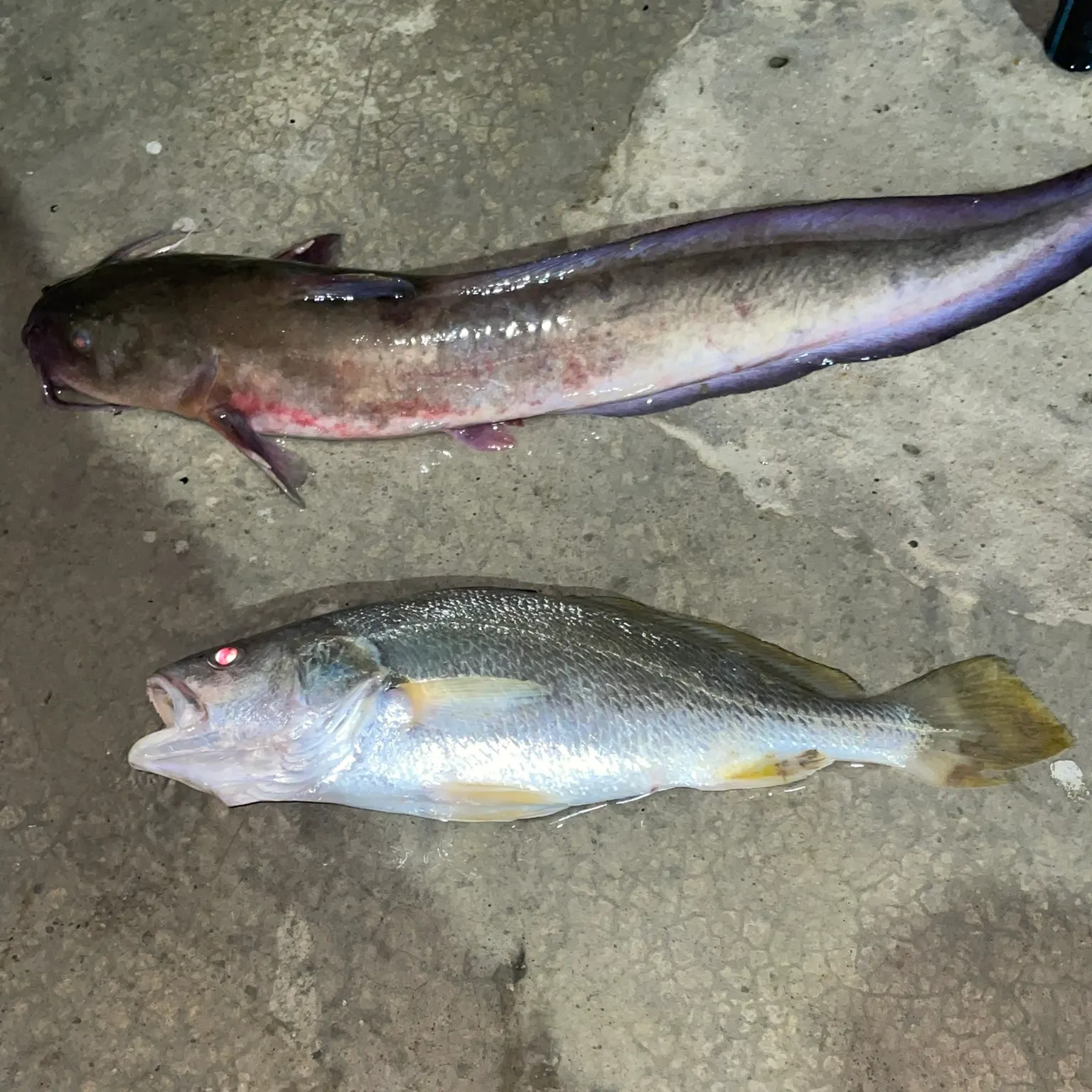 The most recent Sagor sea catfish catches on Fishbrain