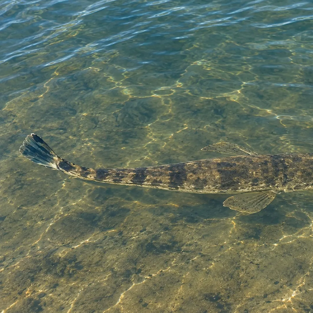 Dusky flathead caught on Fishbrain