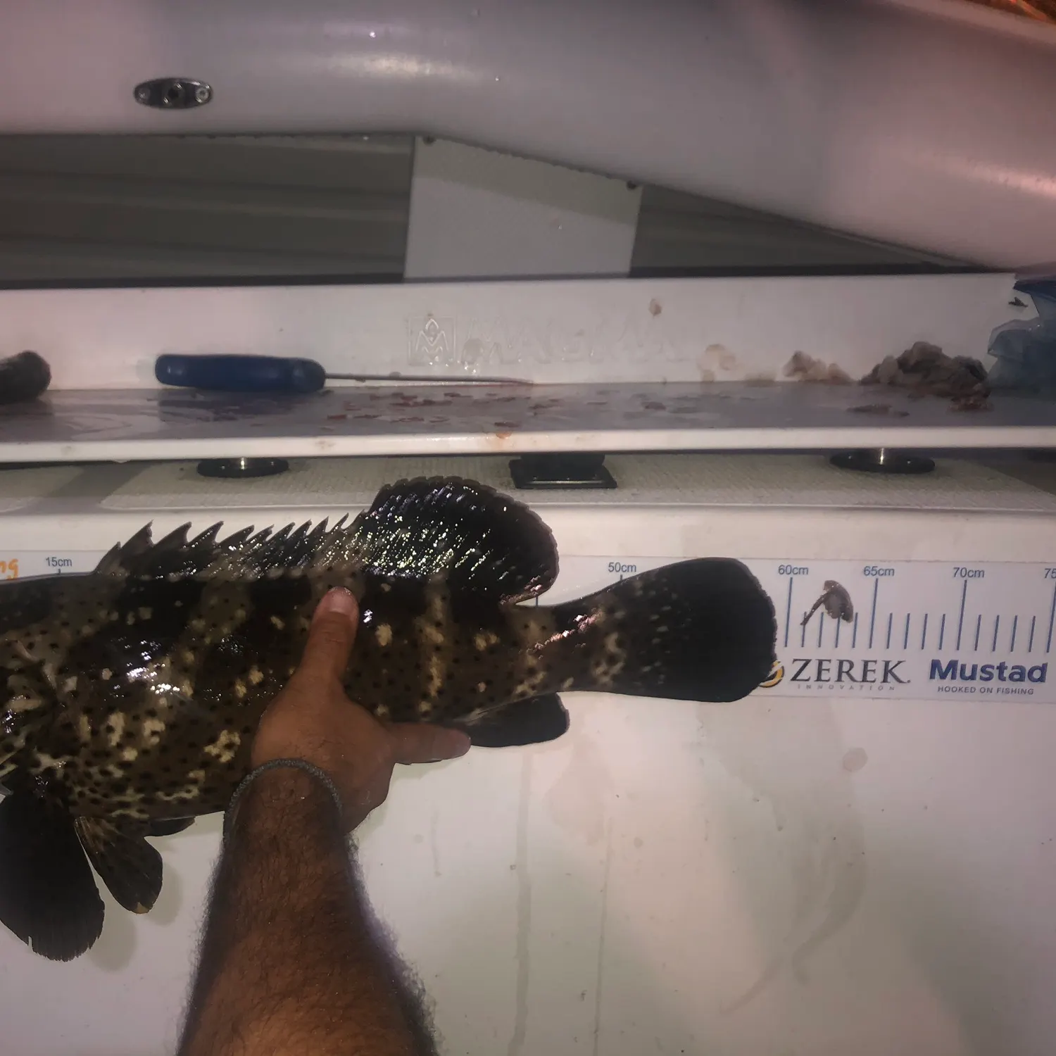 The most recent Orange-spotted grouper catches on Fishbrain