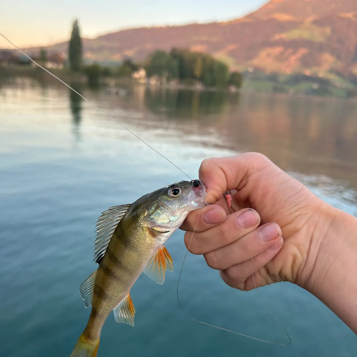 European perch caught on Fishbrain