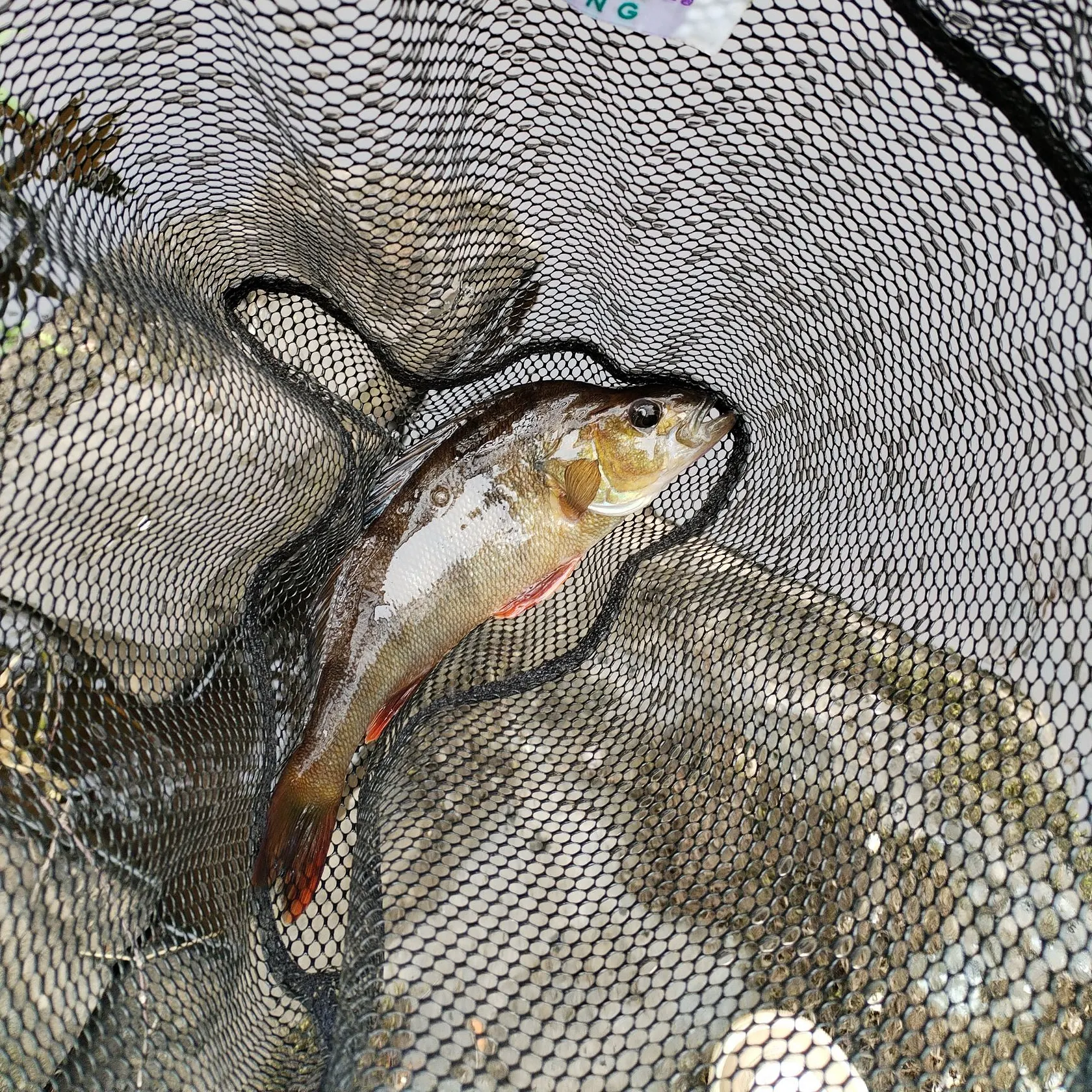 European perch caught on Fishbrain