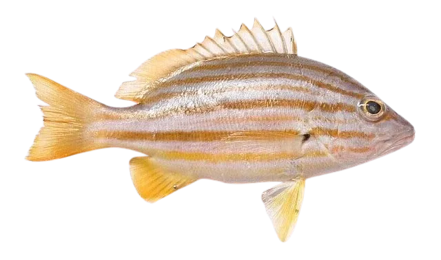 Spanish flag snapper