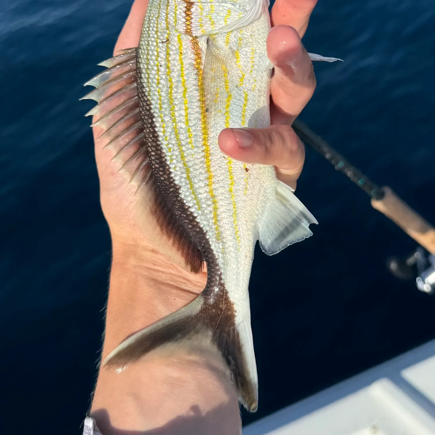 The most recent Cottonwick grunt catches on Fishbrain