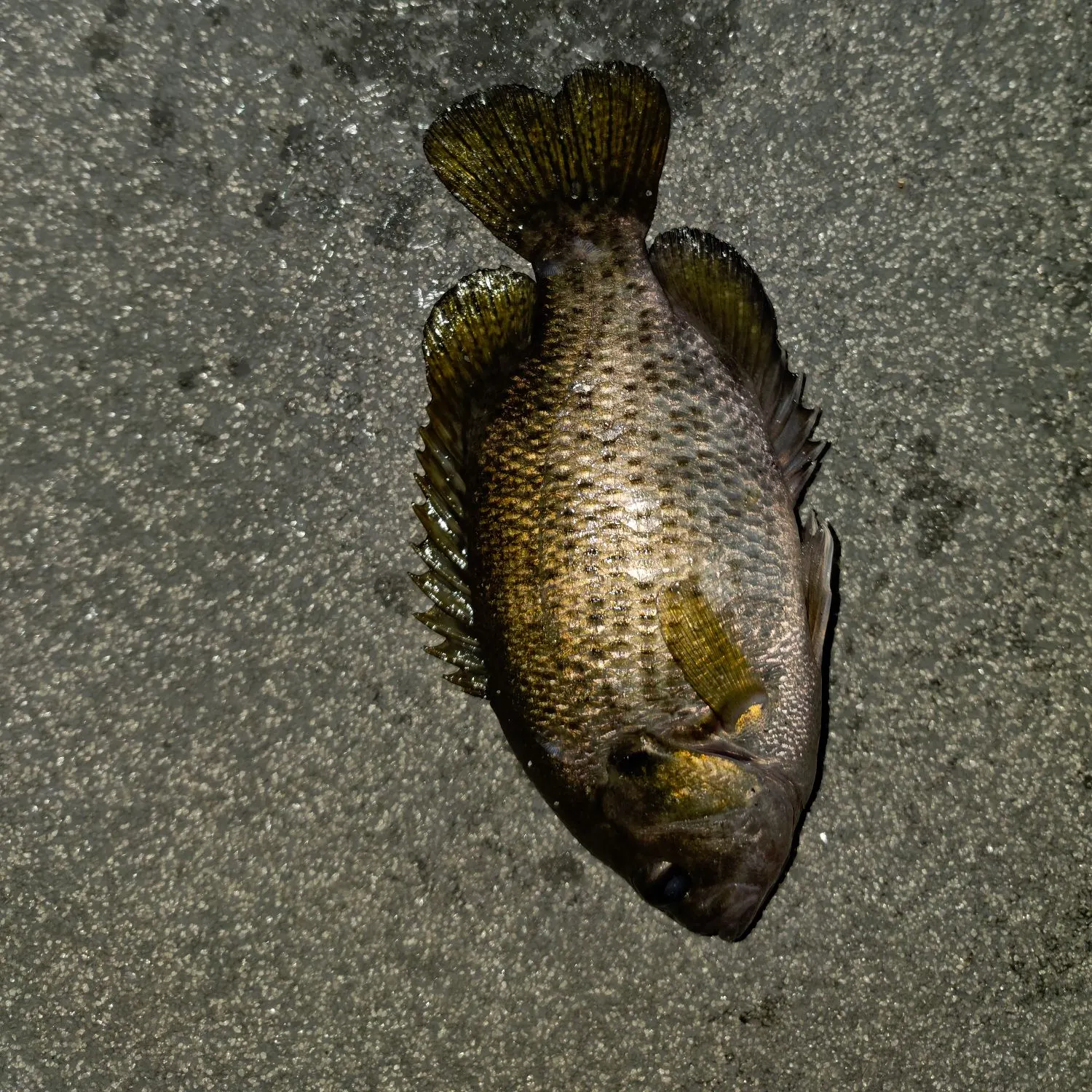 Rock bass caught on Fishbrain