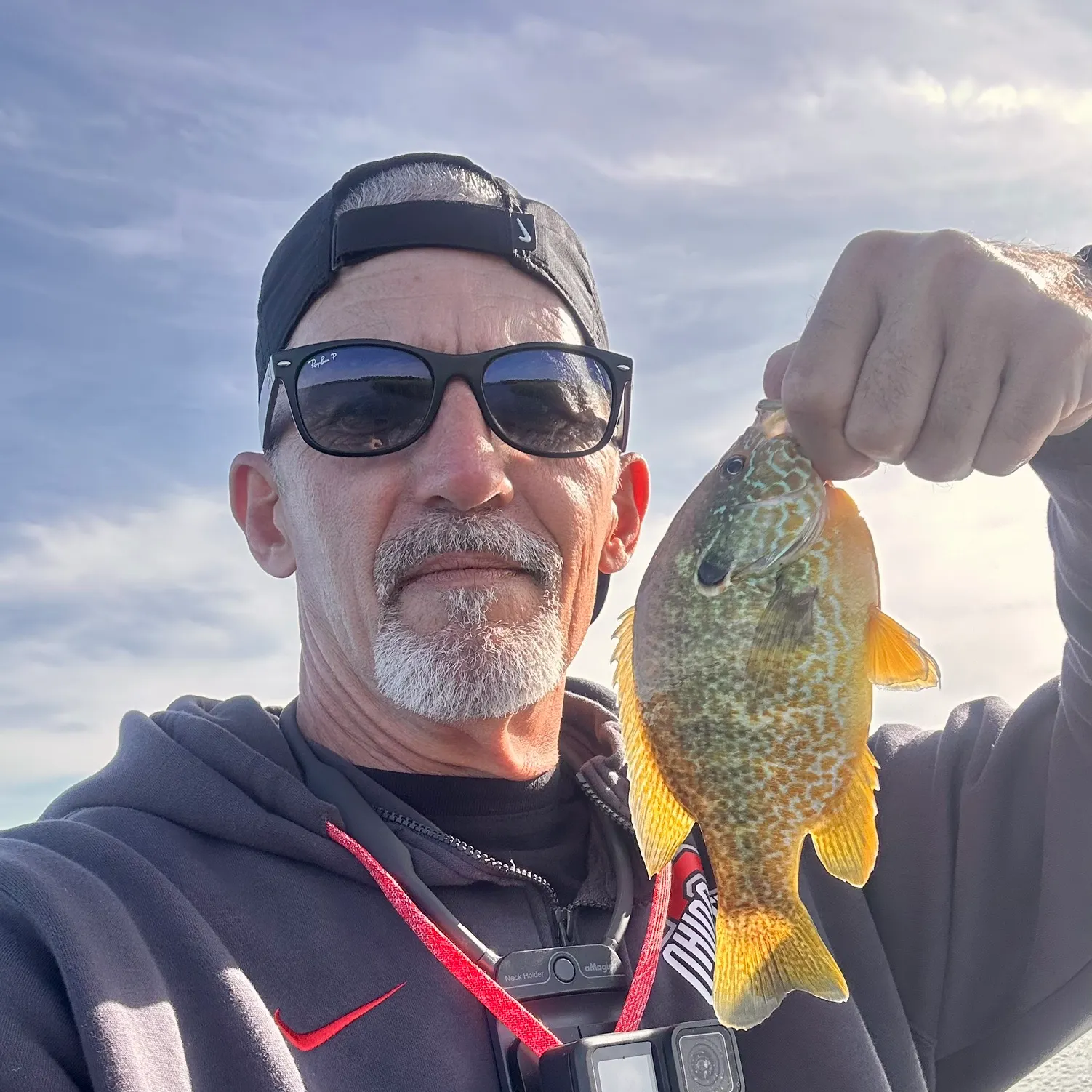 Greengill hybrid caught on Fishbrain