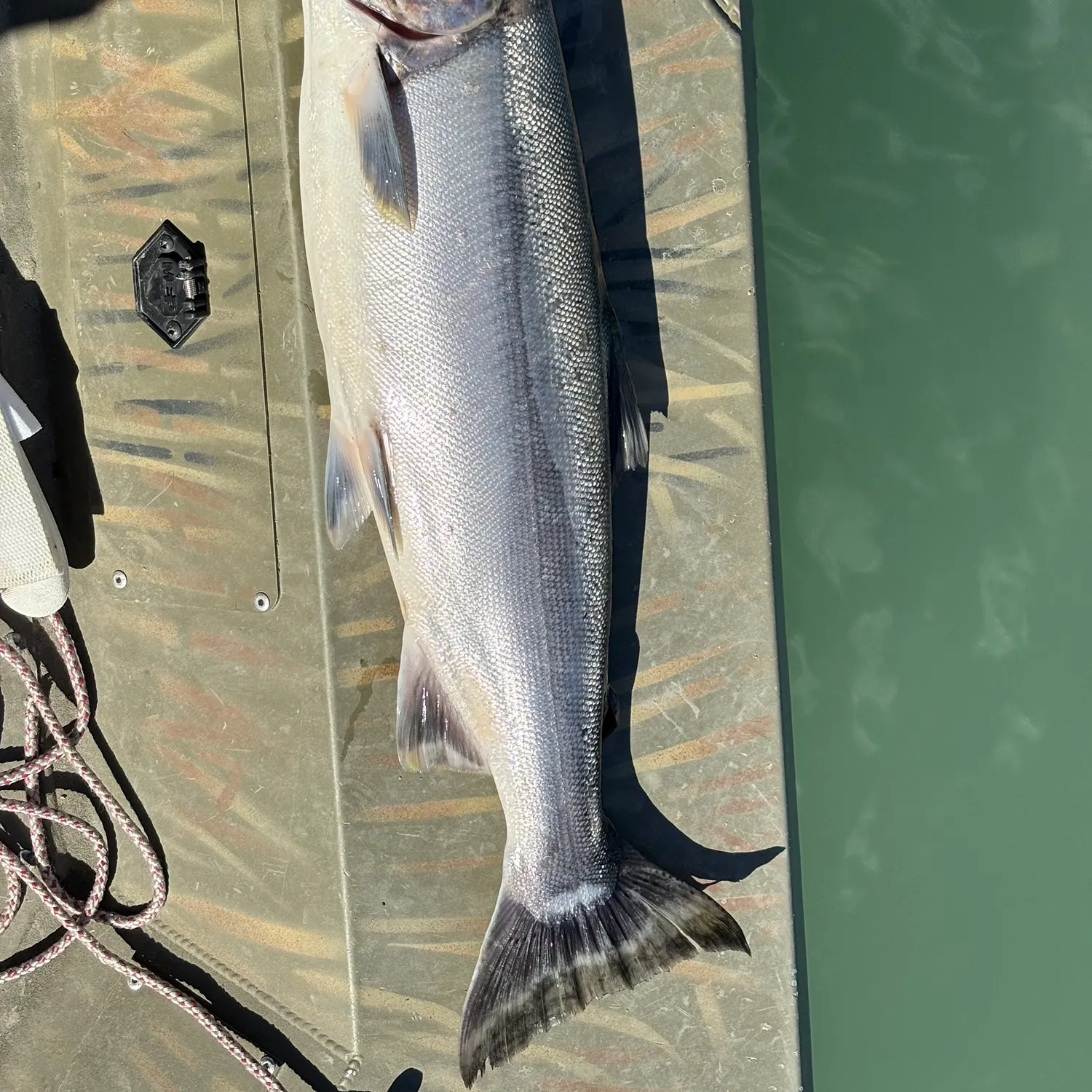 Coho salmon caught on Fishbrain