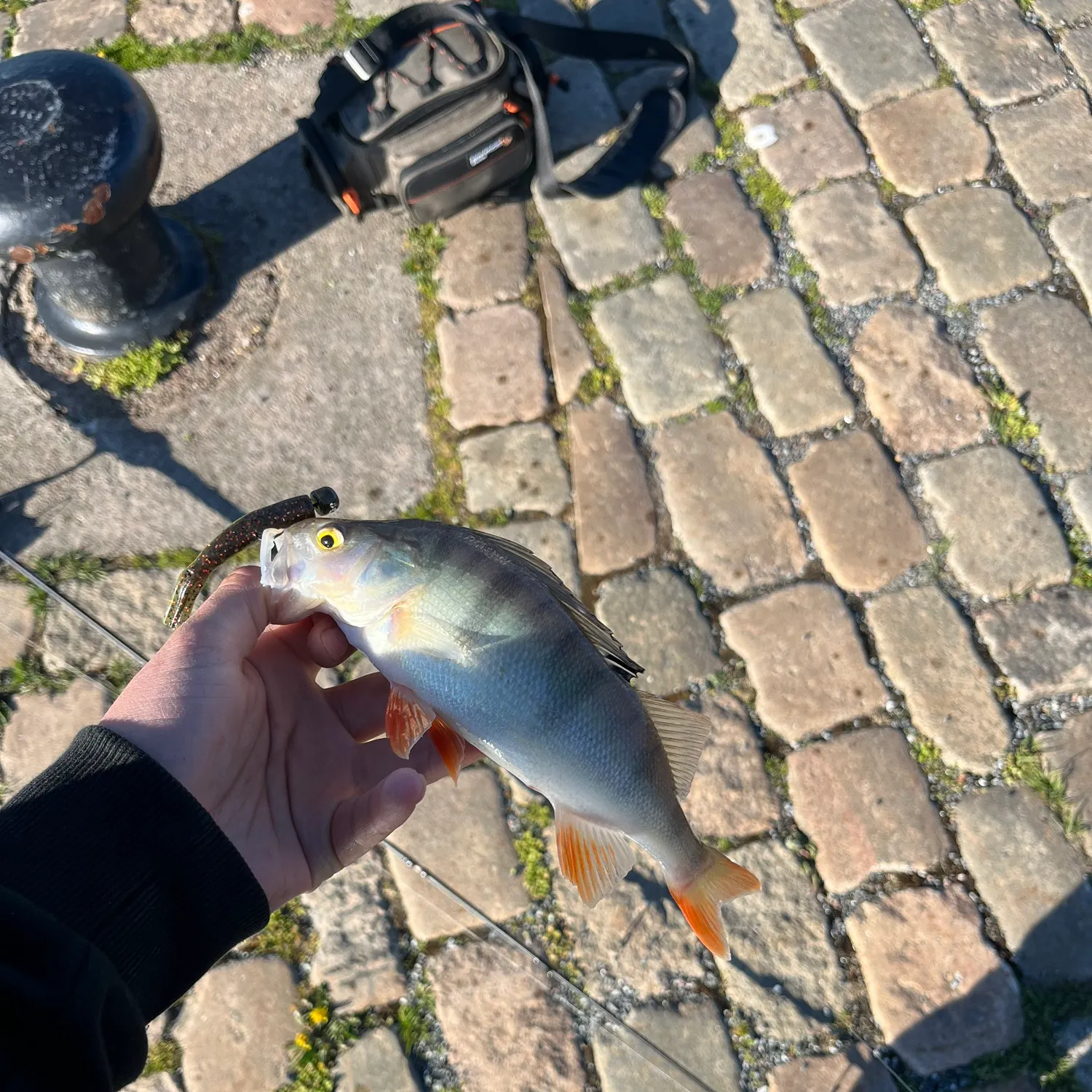 The most recent European perch catches on Fishbrain