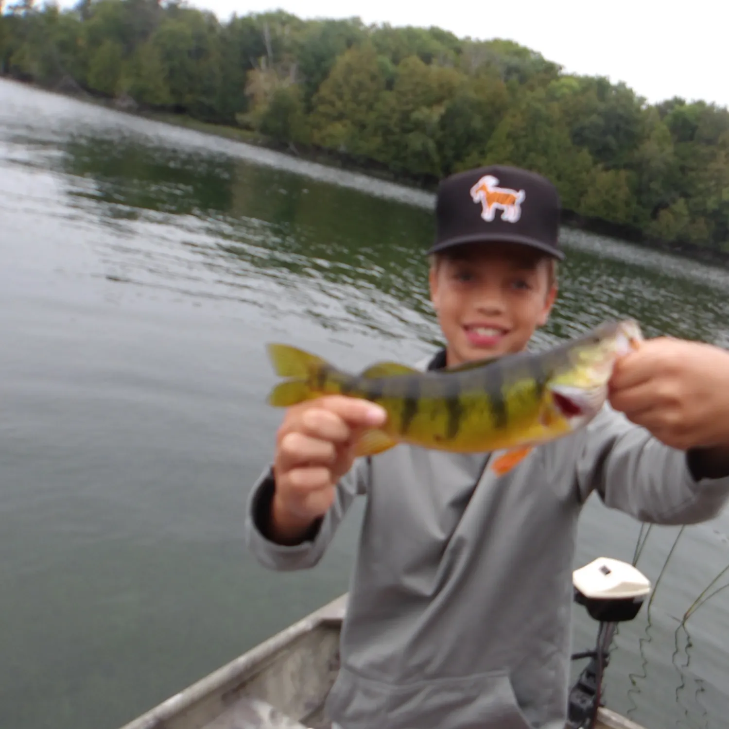 Yellow perch caught on Fishbrain