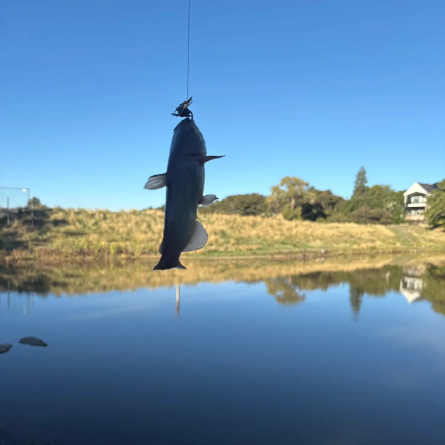 Fish caught on Fishbrain