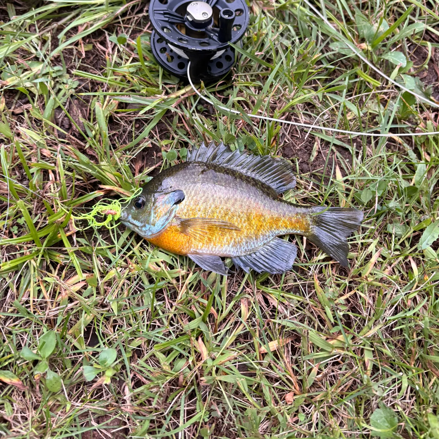 Bluegill caught on Fishbrain