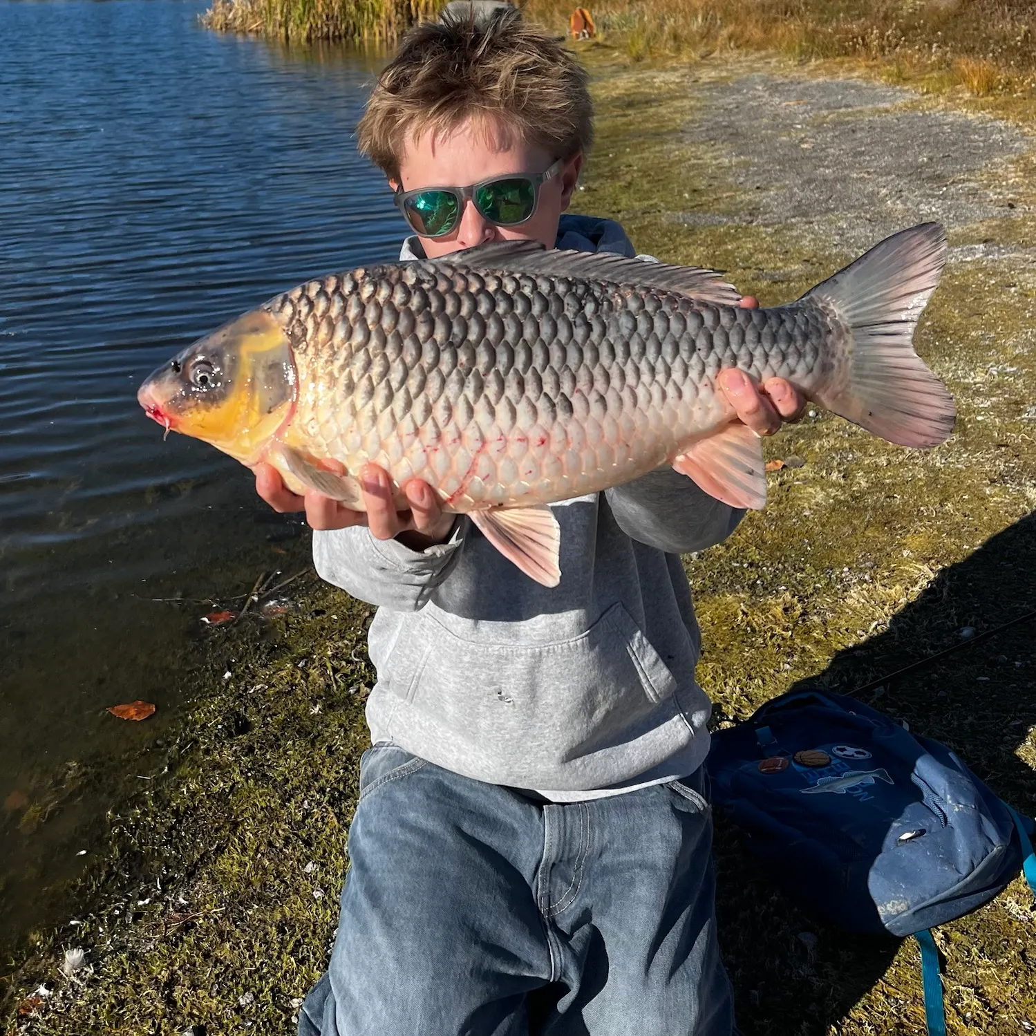 Koi carp caught on Fishbrain