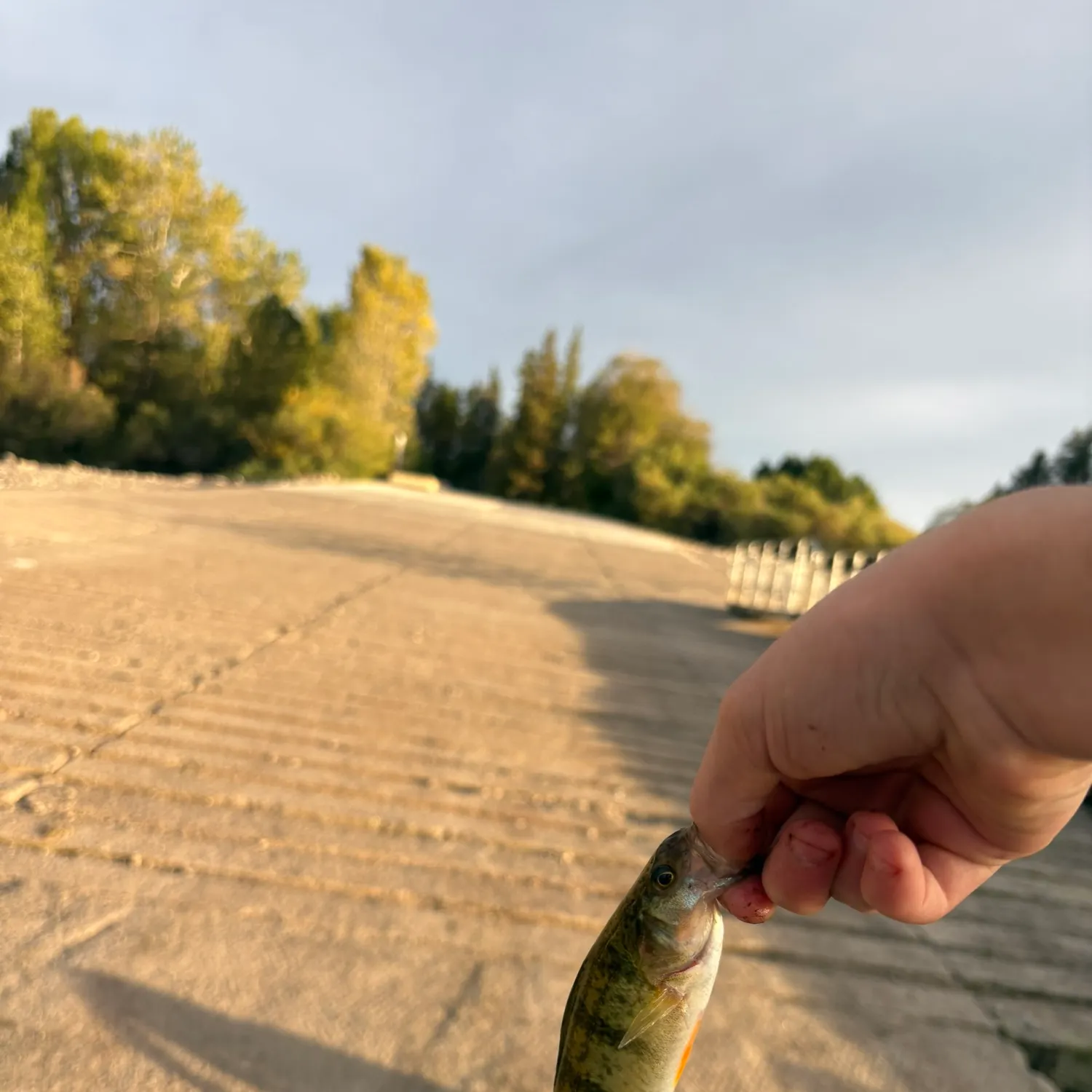 Yellow perch caught on Fishbrain