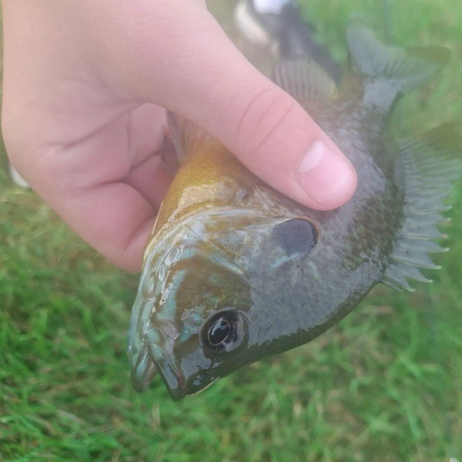 Green sunfish caught on Fishbrain