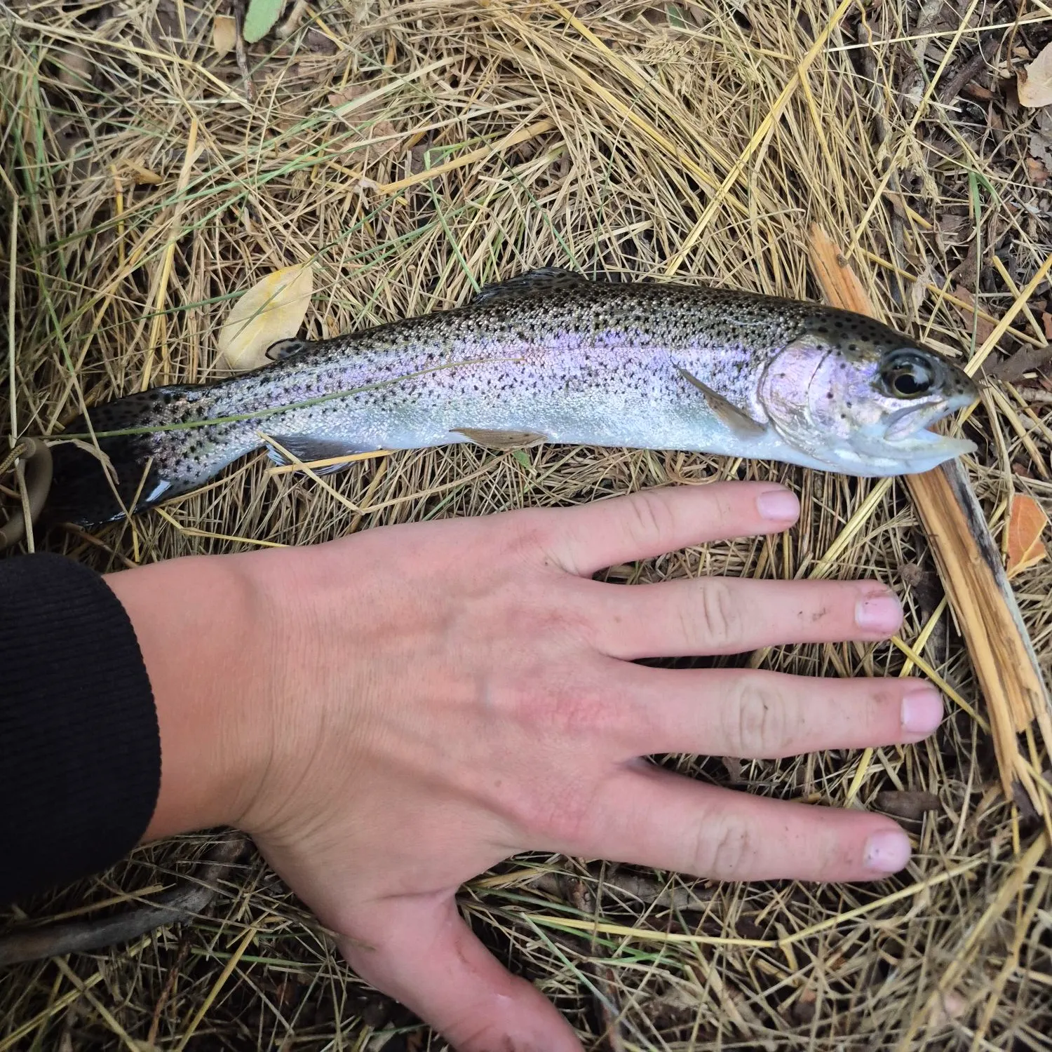 Rainbow trout caught on Fishbrain