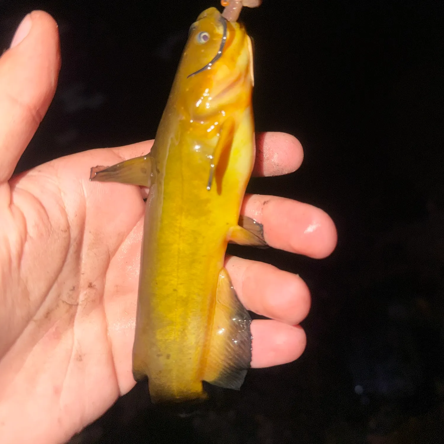 Yellow bullhead caught on Fishbrain