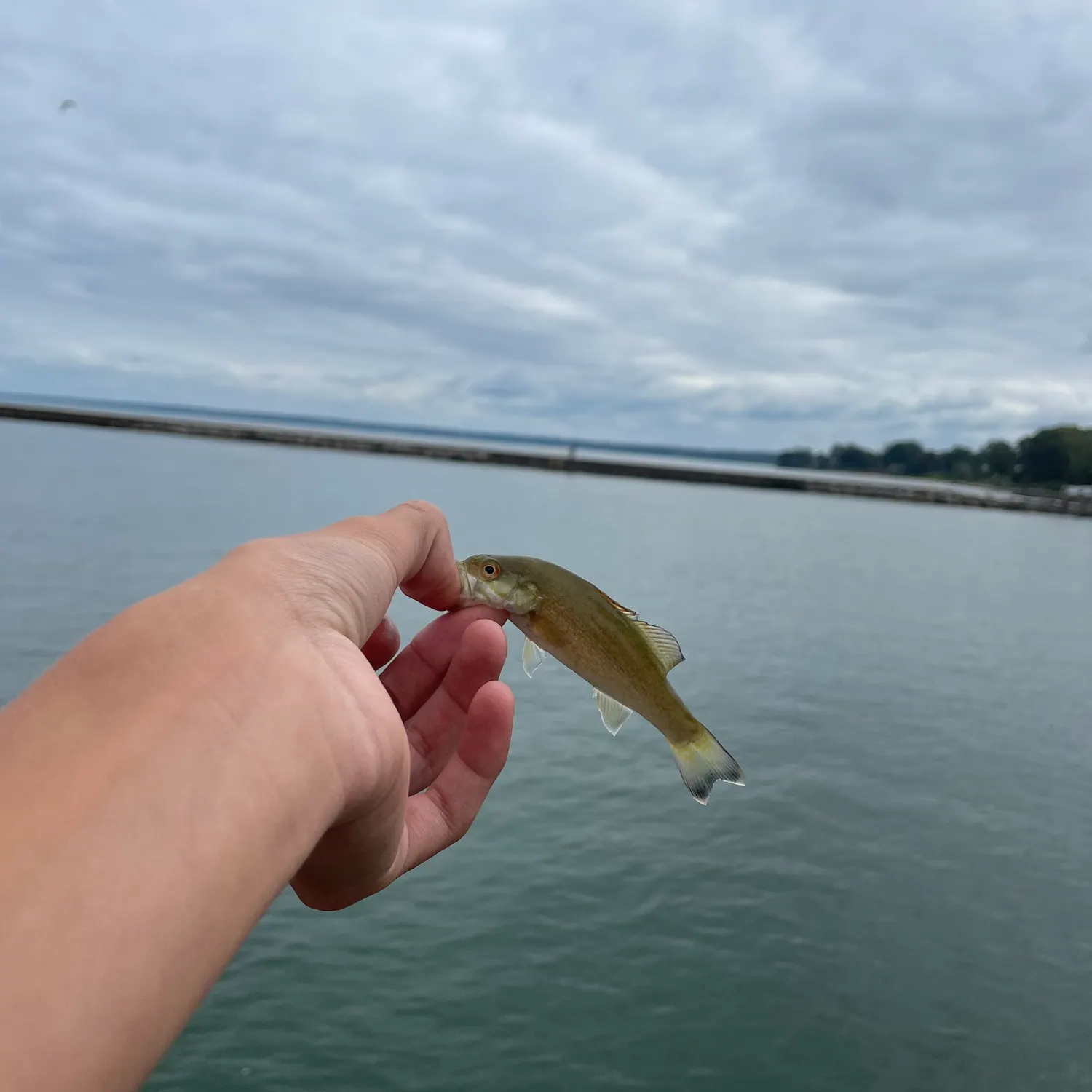 Smallmouth bass caught on Fishbrain