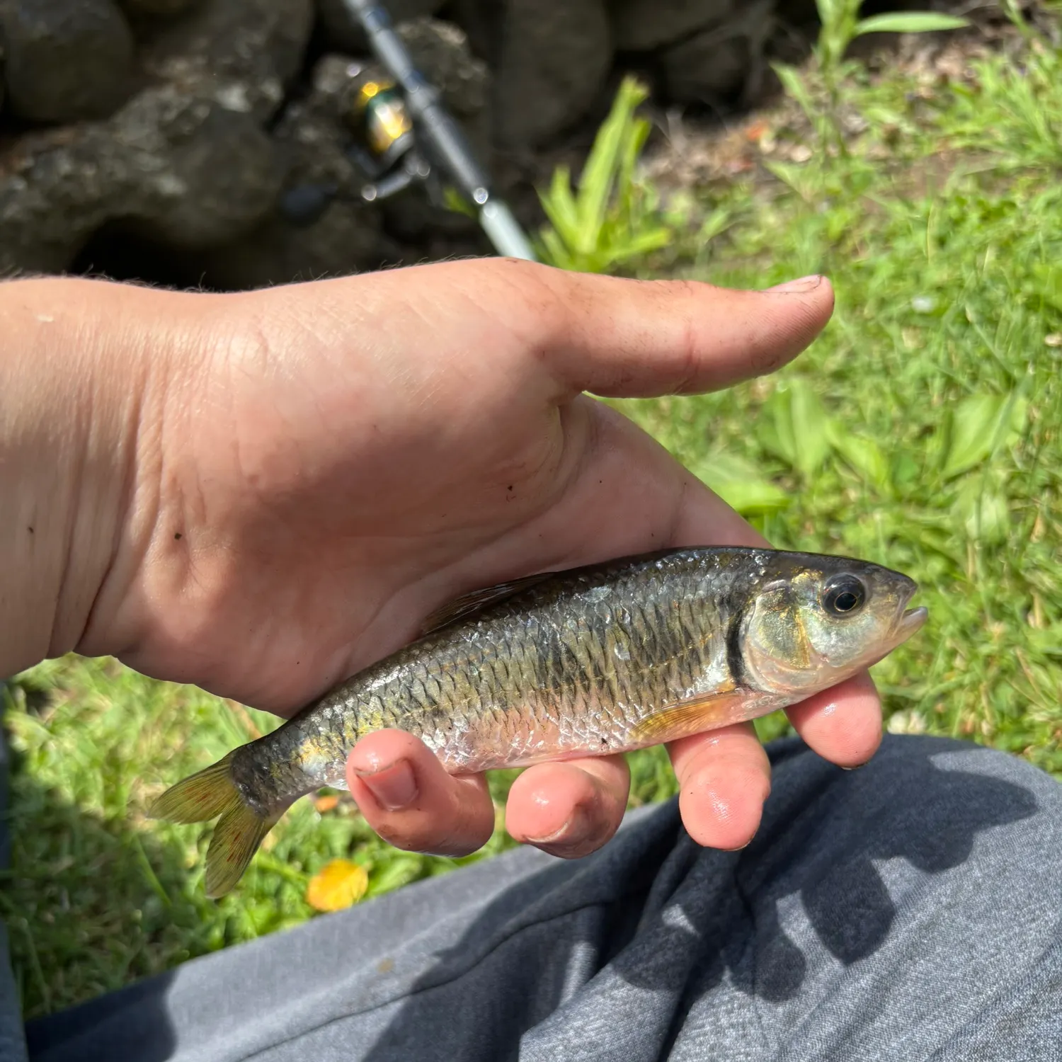 The most recent Common shiner catches on Fishbrain