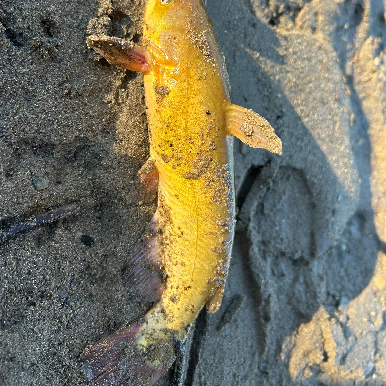 Channel catfish caught on Fishbrain