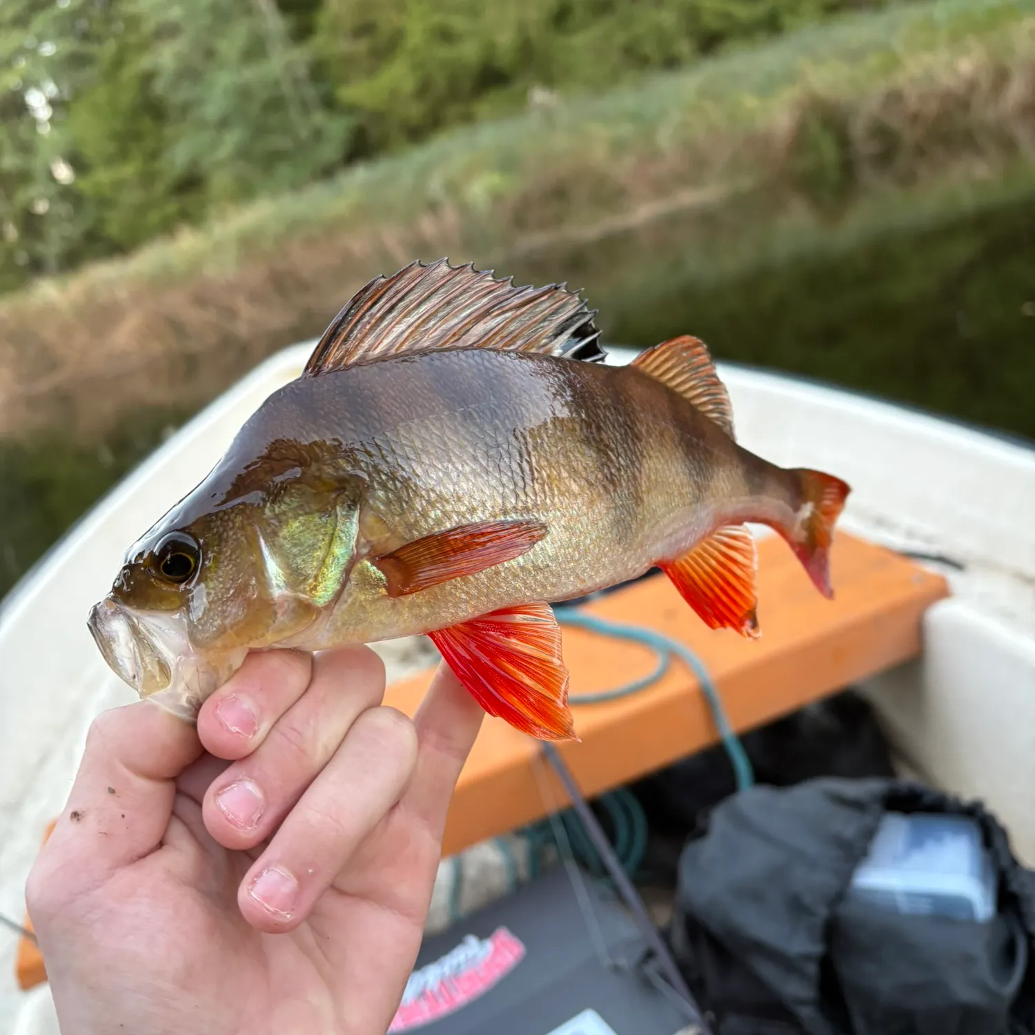 European perch caught on Fishbrain