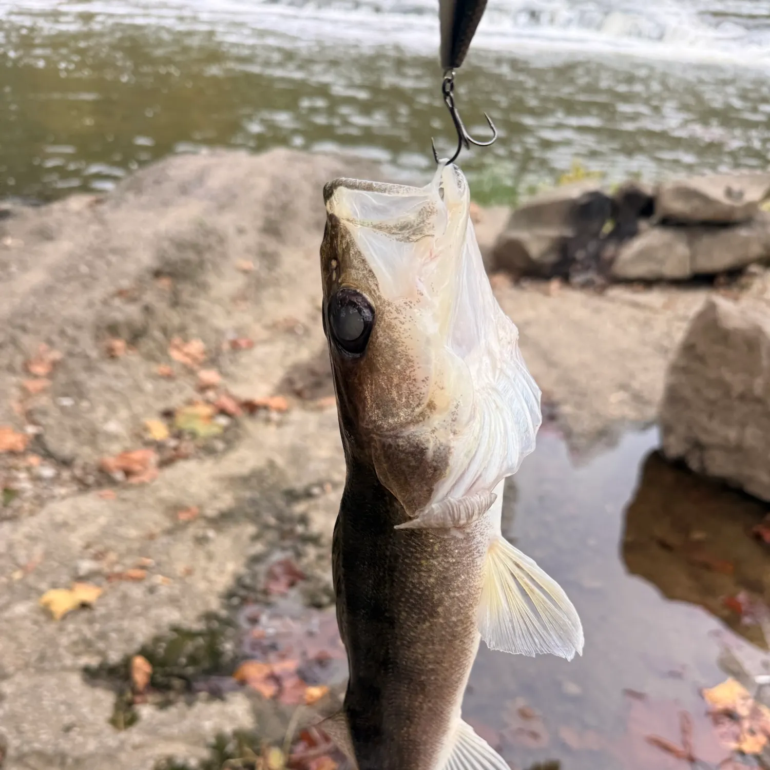 Walleye caught on Fishbrain