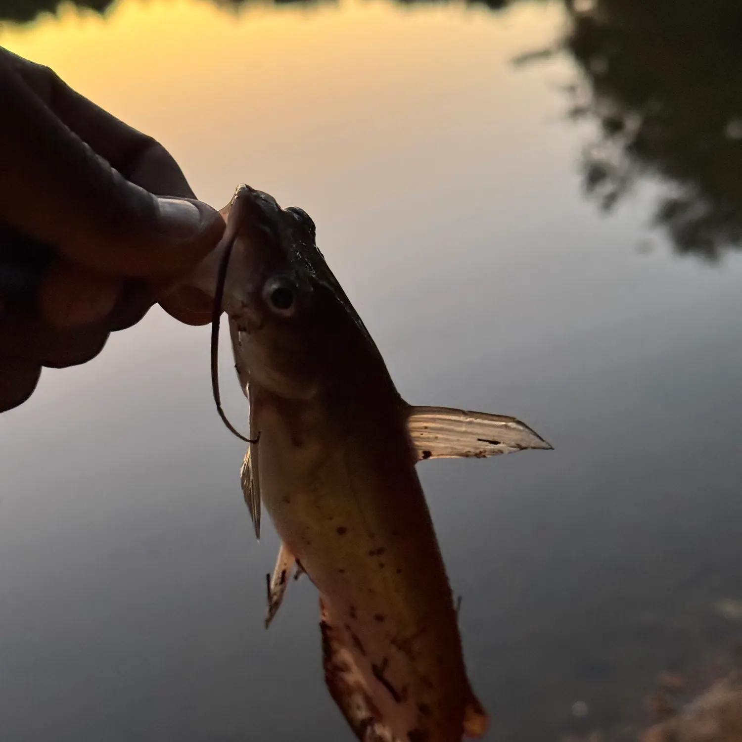 Channel catfish caught on Fishbrain
