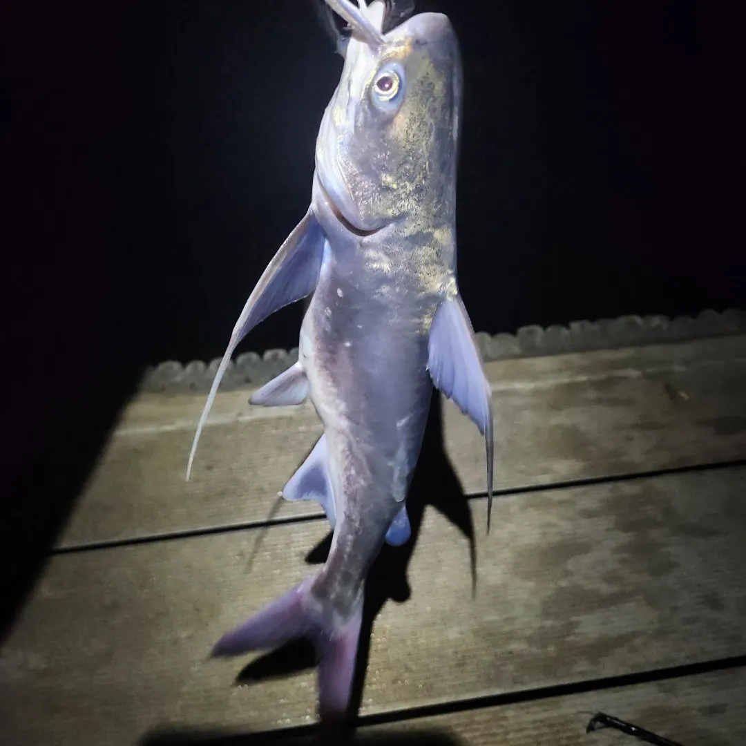 Gafftopsail sea catfish caught on Fishbrain
