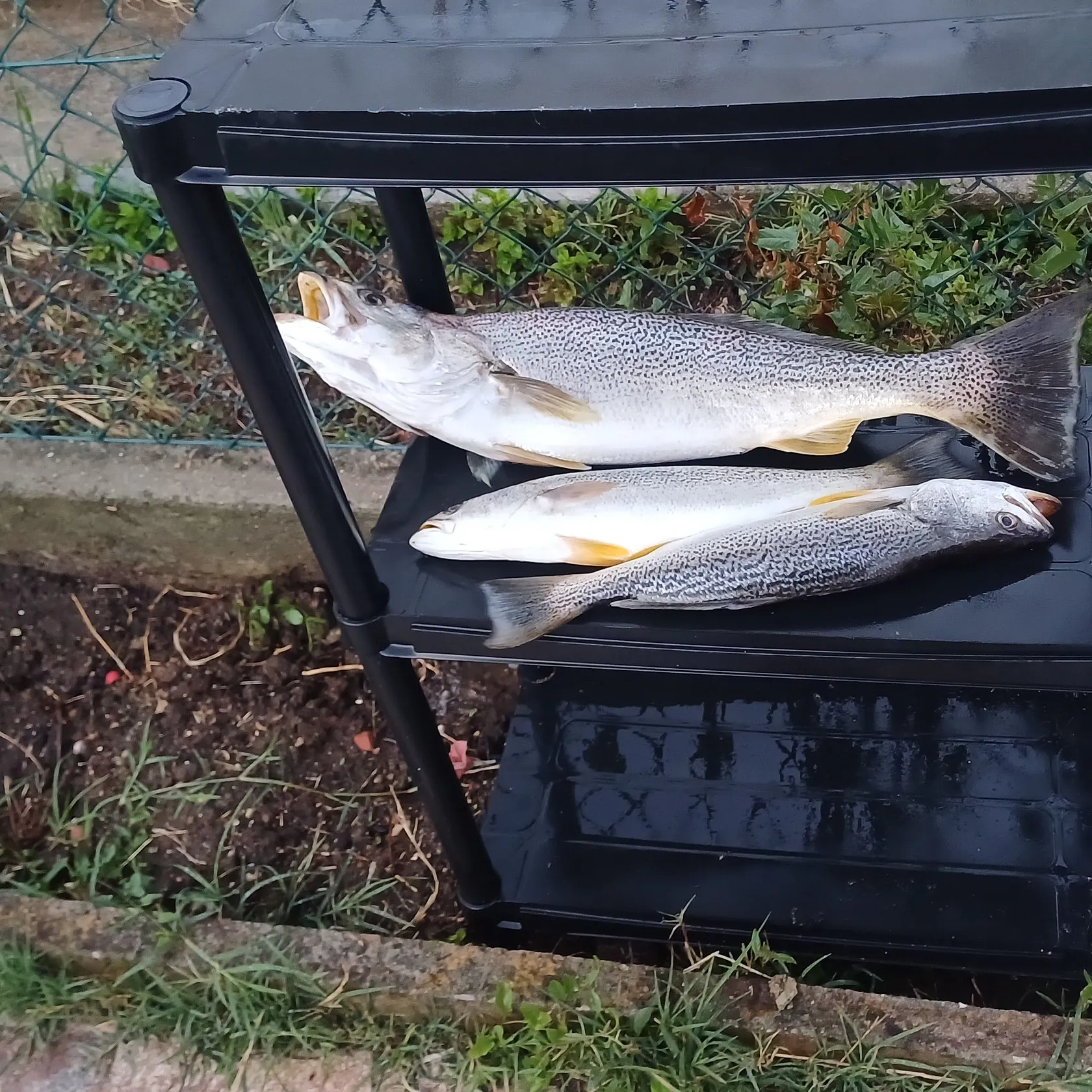 The most recent Gray weakfish catches on Fishbrain