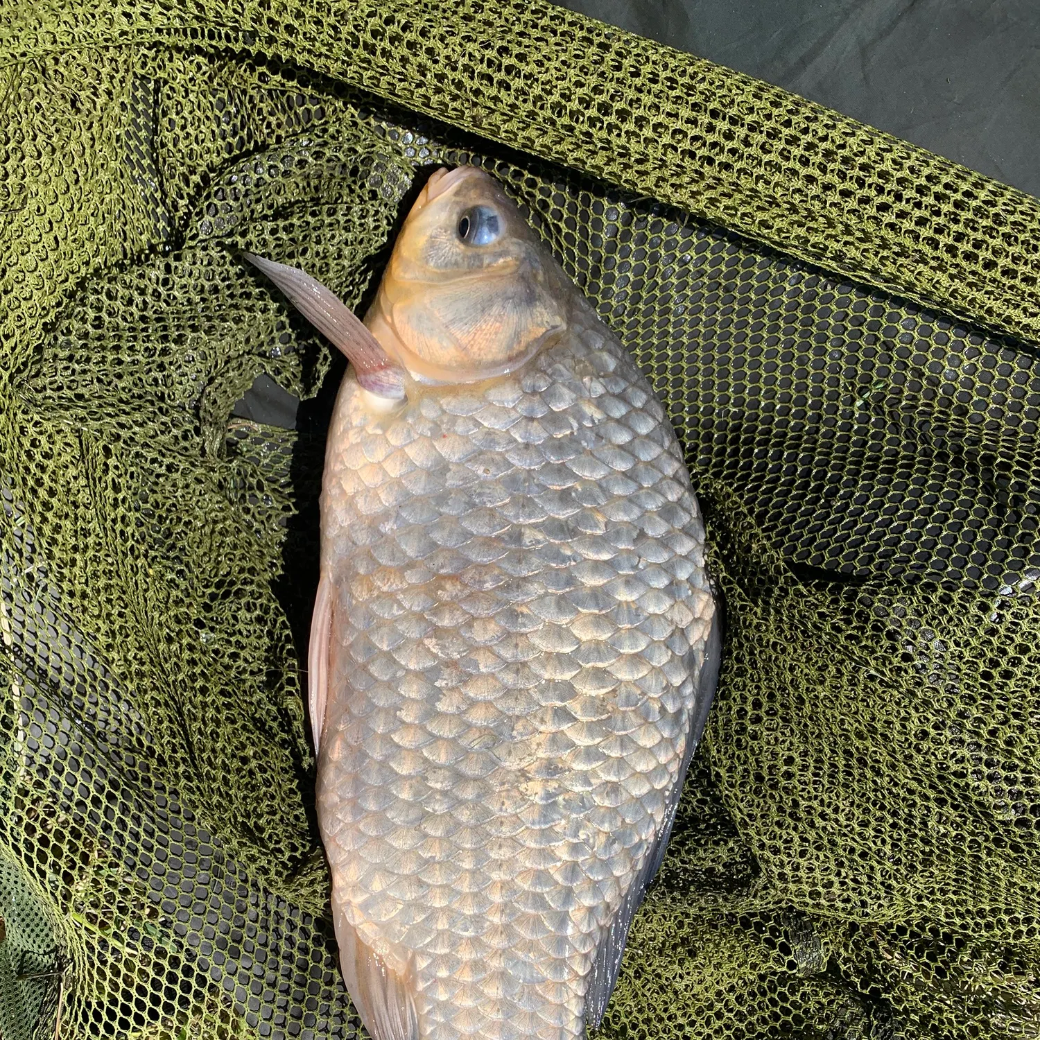 The most recent Prussian carp catches on Fishbrain