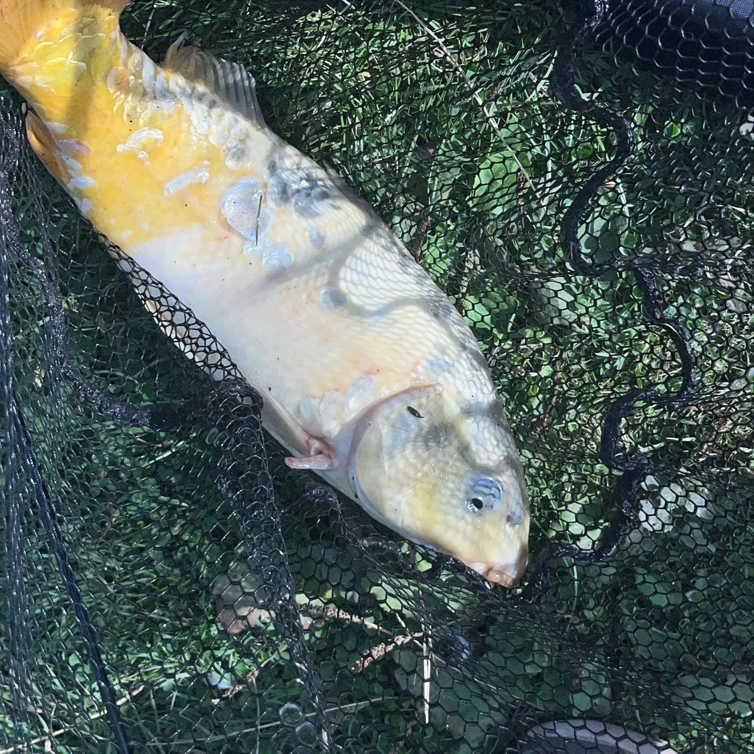Ghost carp caught on Fishbrain